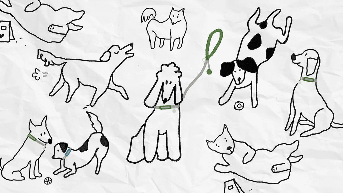 Do You Know Your Dog's MBTI?