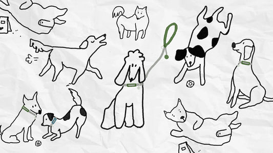 Do You Know Your Dog's MBTI?