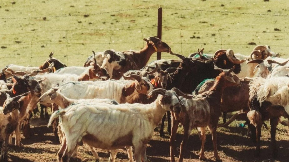 Soft, Smart, and Sustainable: Why We Choose Merino Wool for Our Dogs