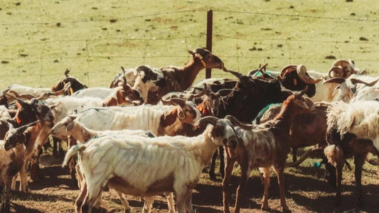 Soft, Smart, and Sustainable: Why We Choose Merino Wool for Our Dogs