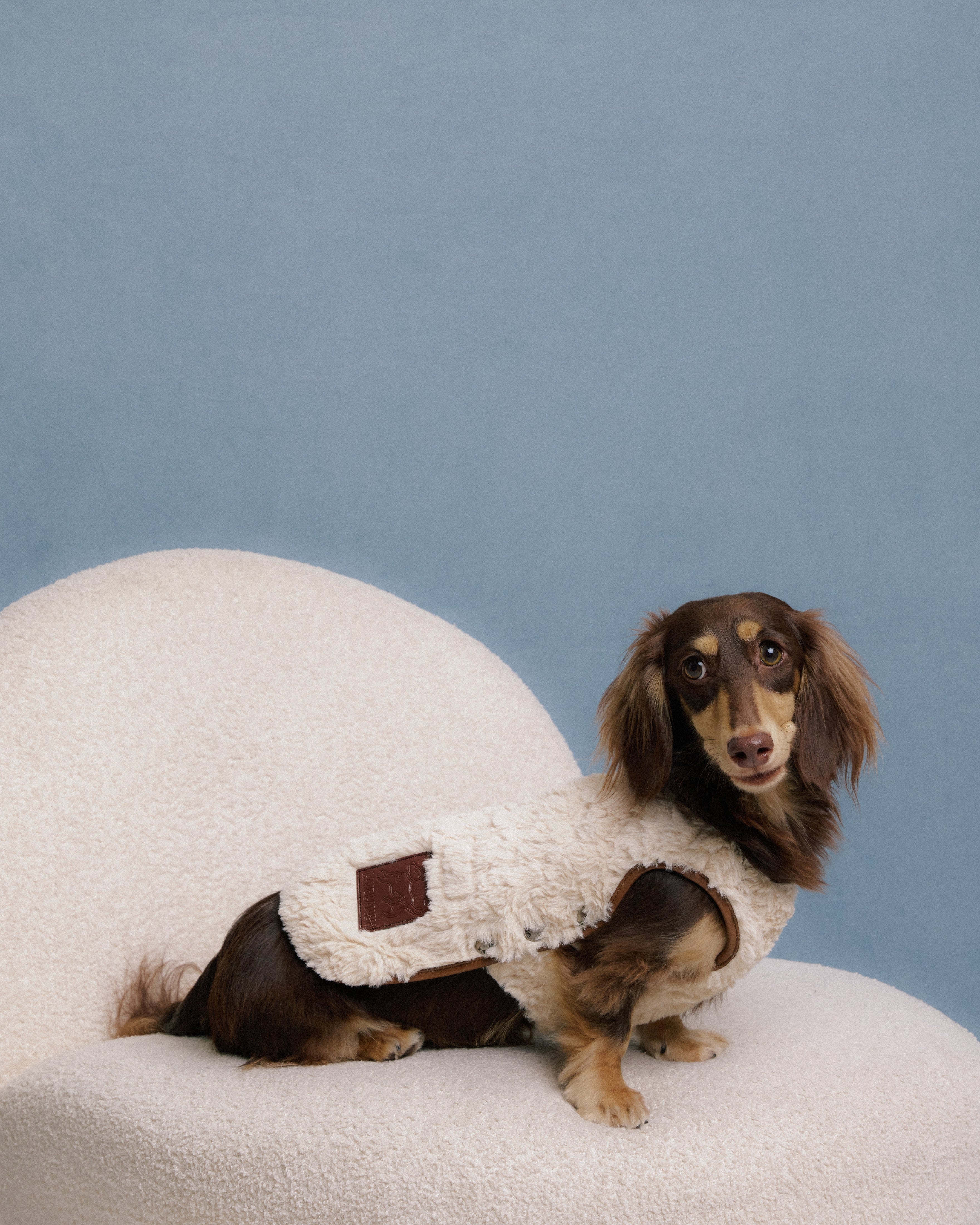 Dachshund dogs wearing faux-fur vest