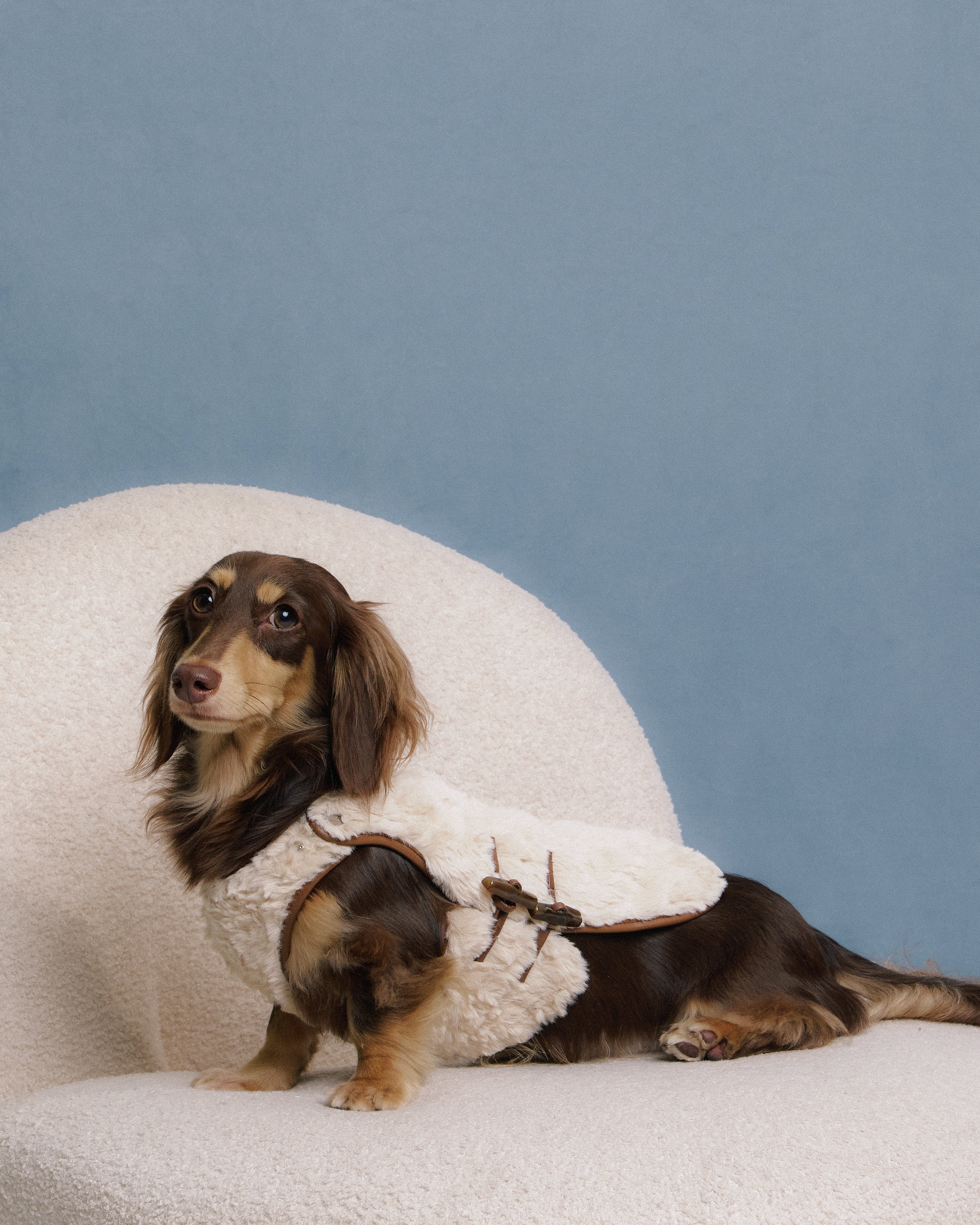 Dachshund dogs wearing faux-fur vest