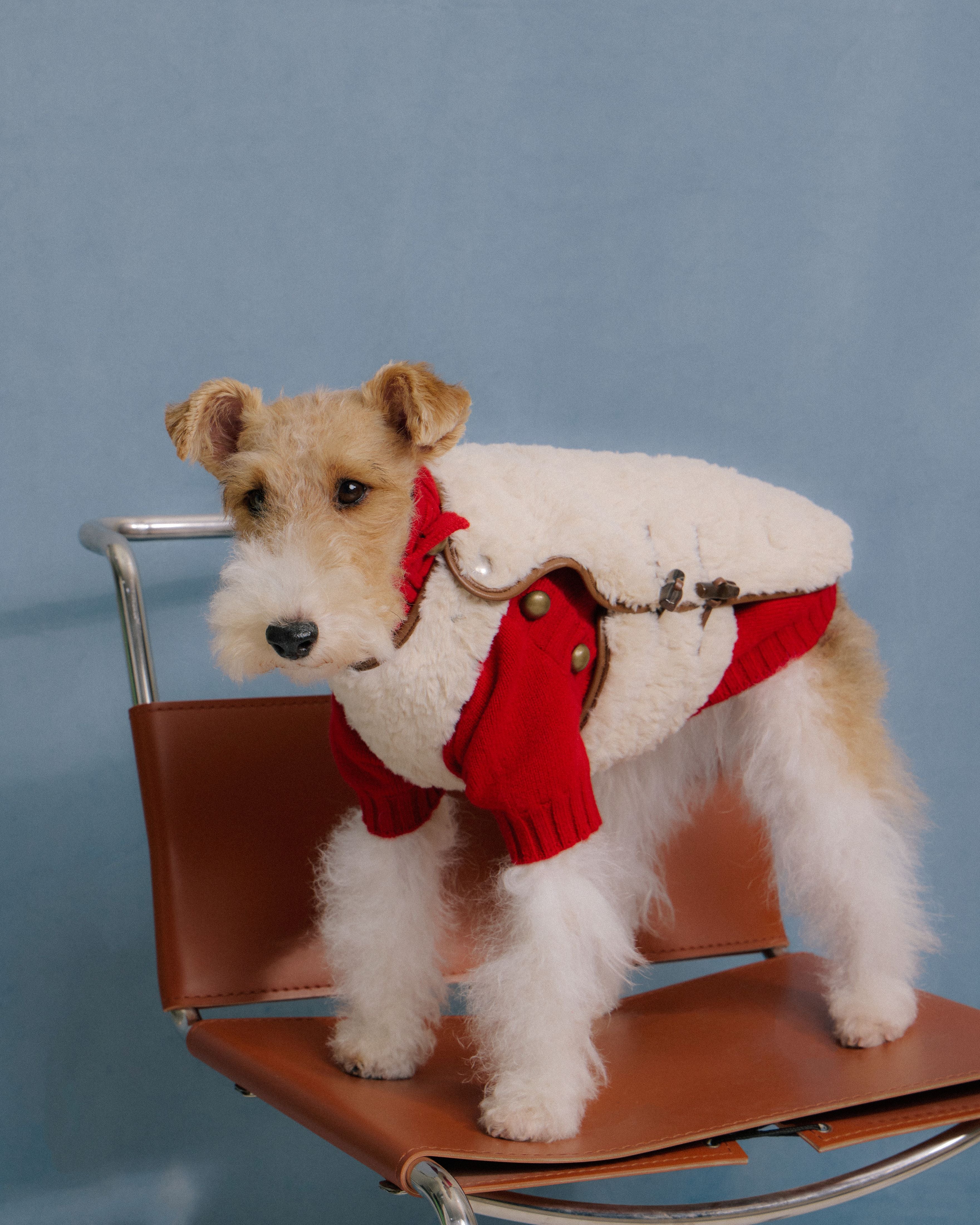 Terrier dog wearing red merino knitwear and faux-fur vest