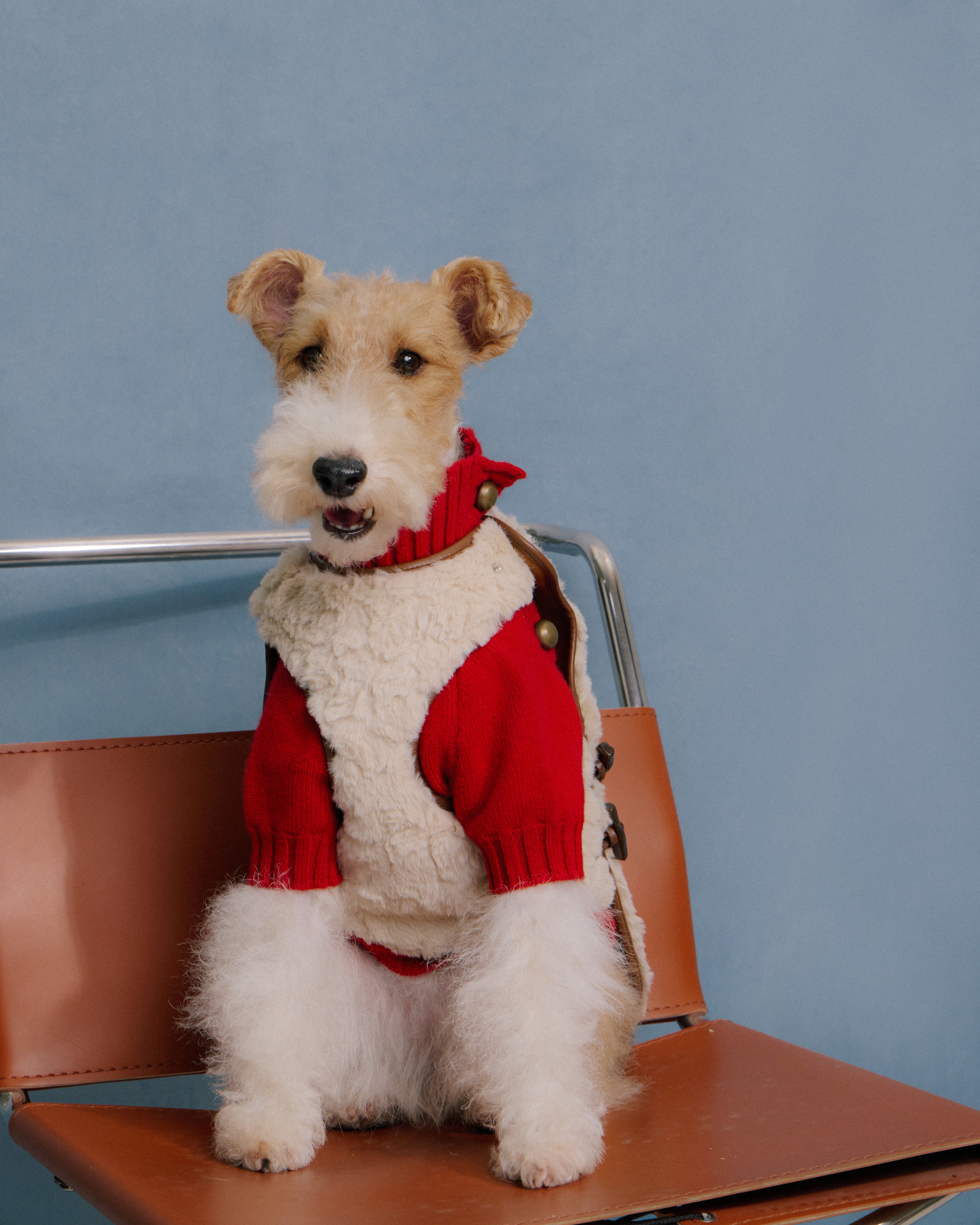 Terrier dog wearing red merino knitwear and faux-fur vest