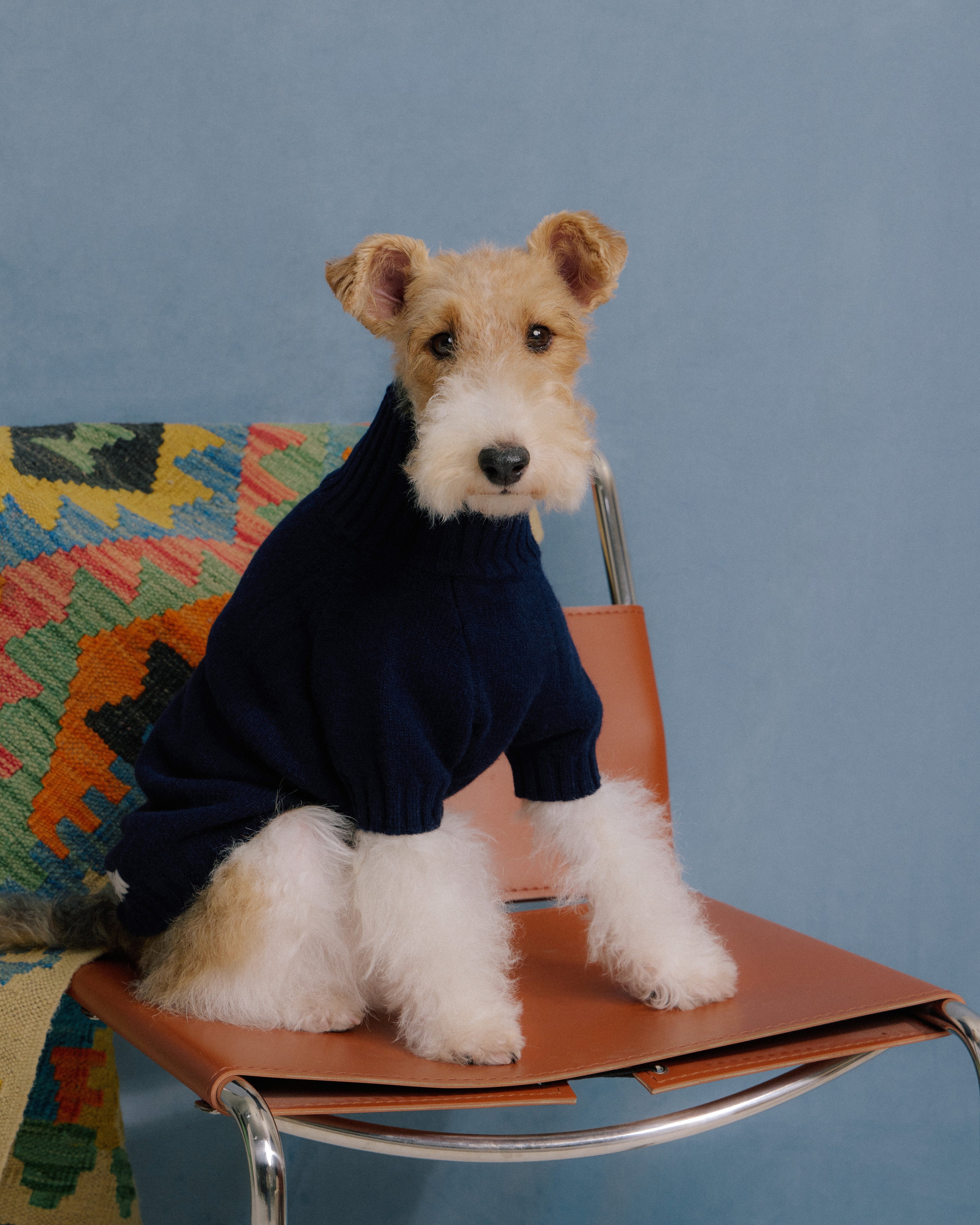 Terrier dog wearing navy merino knitwear