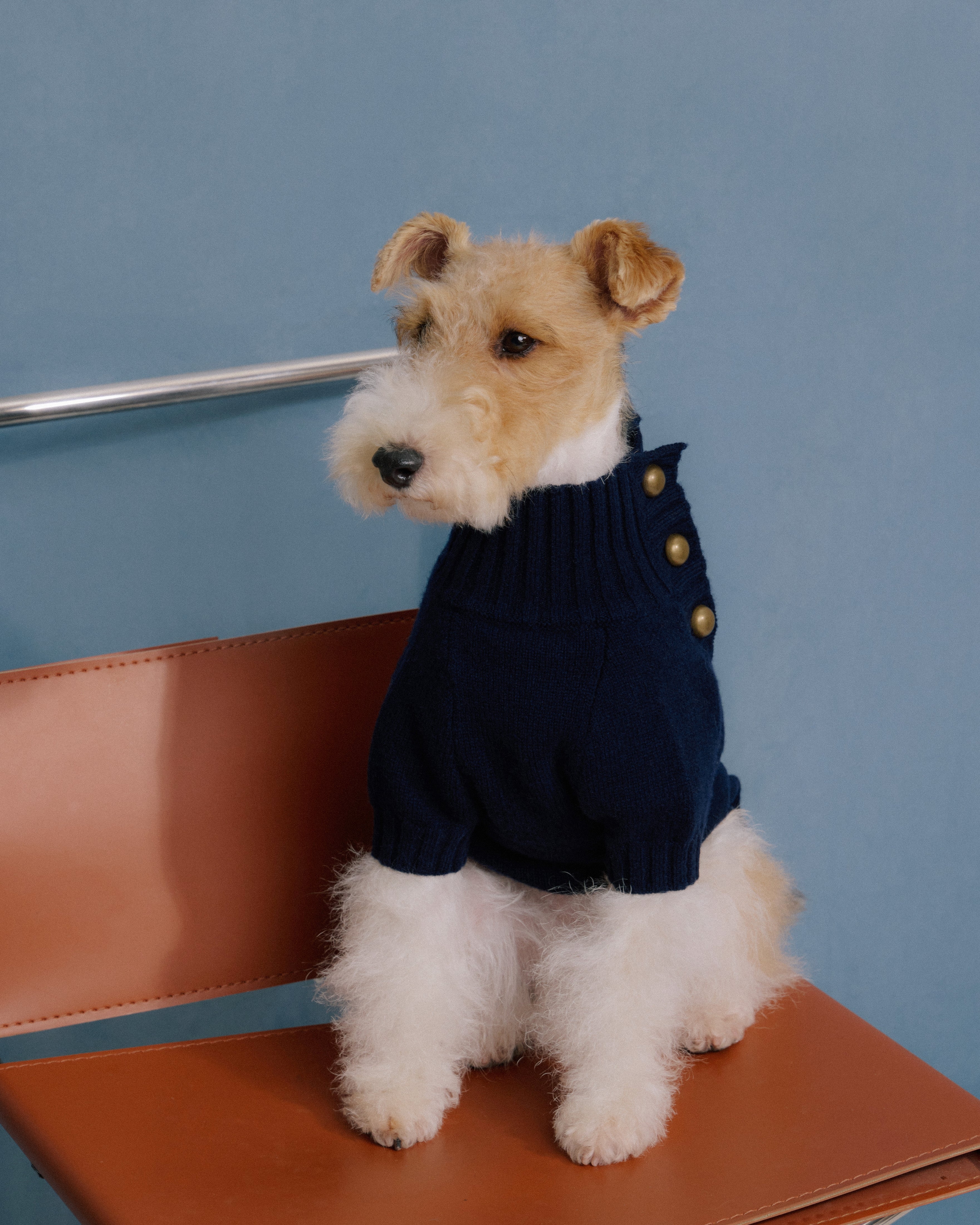 Terrier dog wearing navy merino knitwear