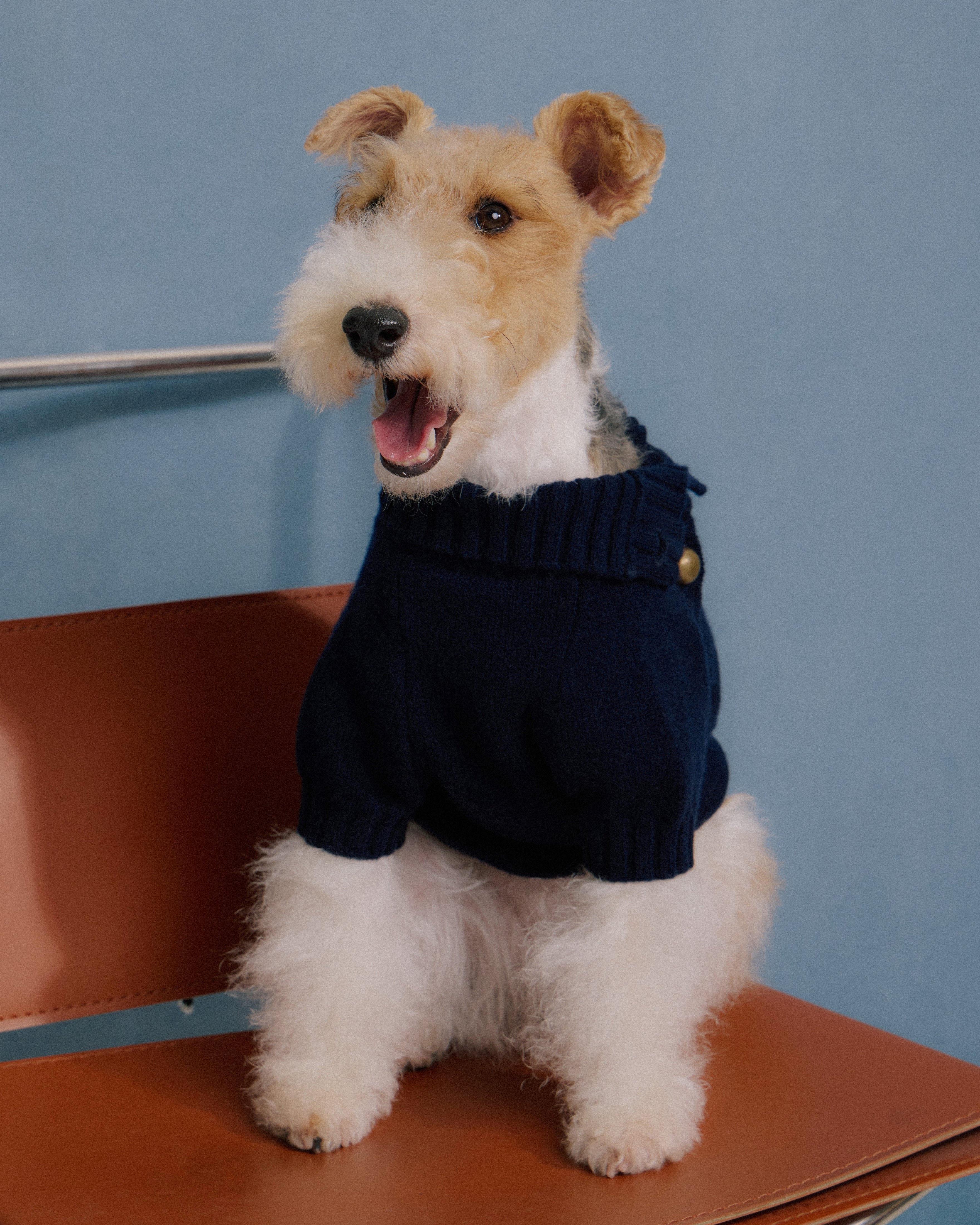 Terrier dog wearing navy merino knitwear