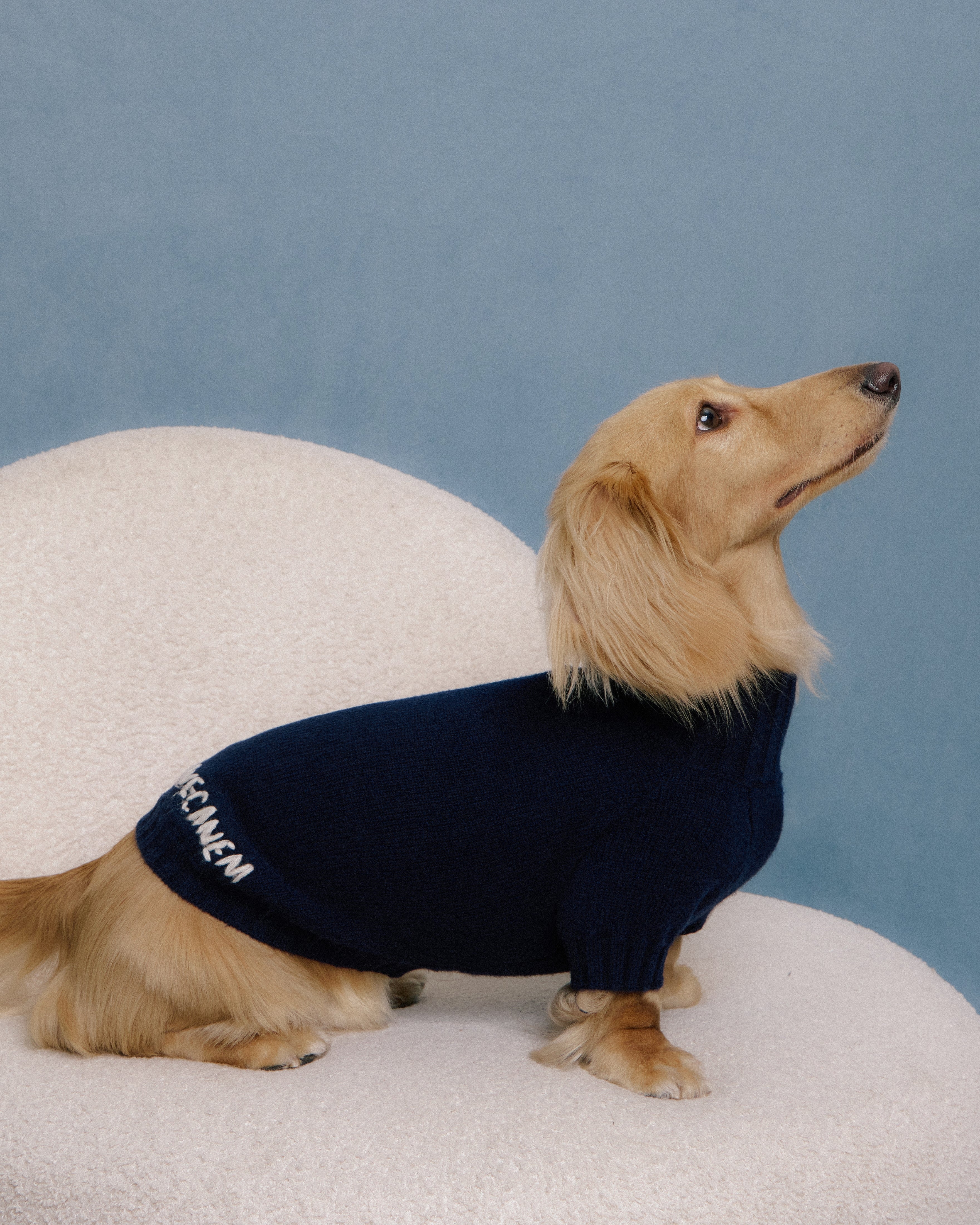 Dachshund dog wearing navy merino knitwear