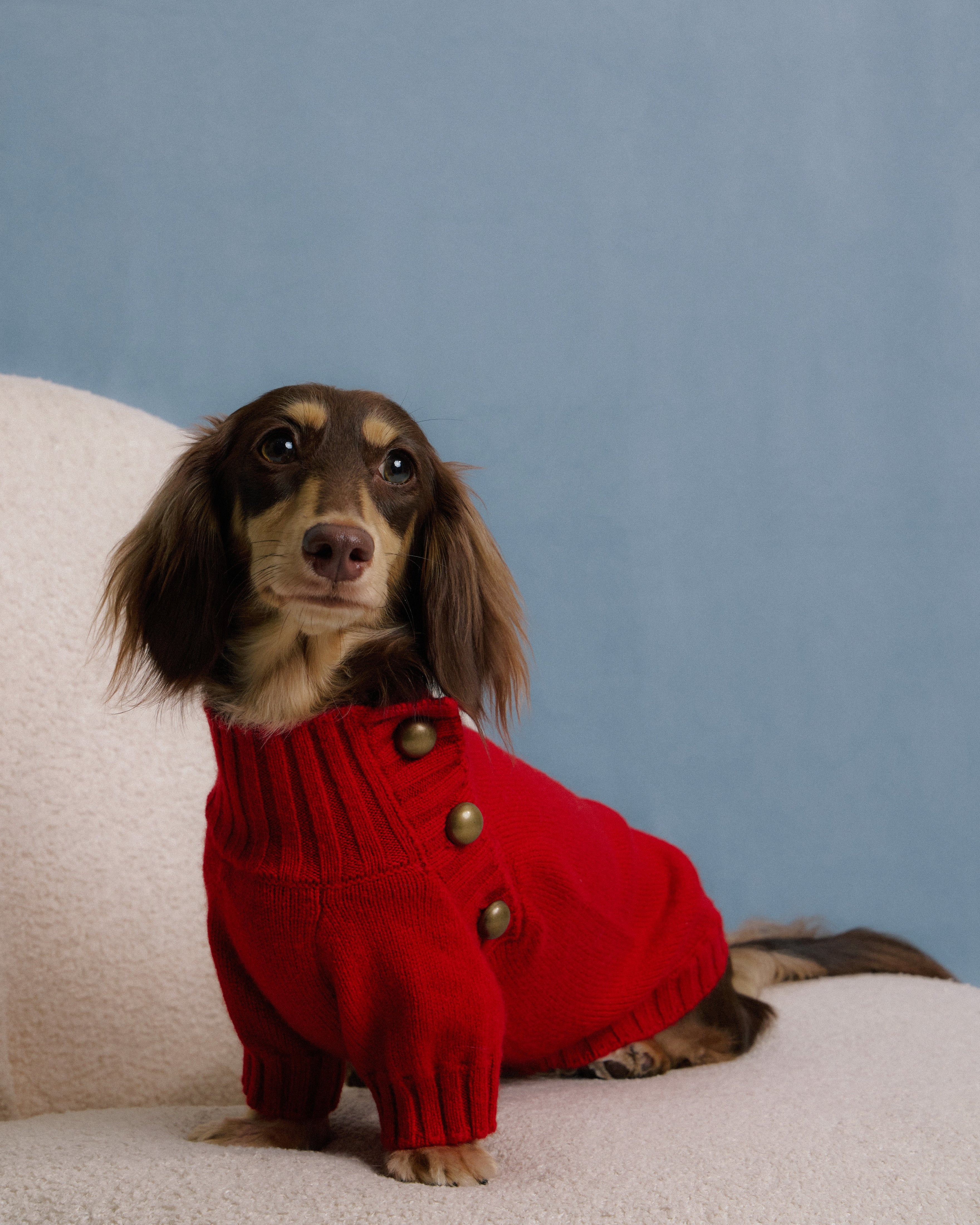 Dachshund dog wearing red merino knitwear