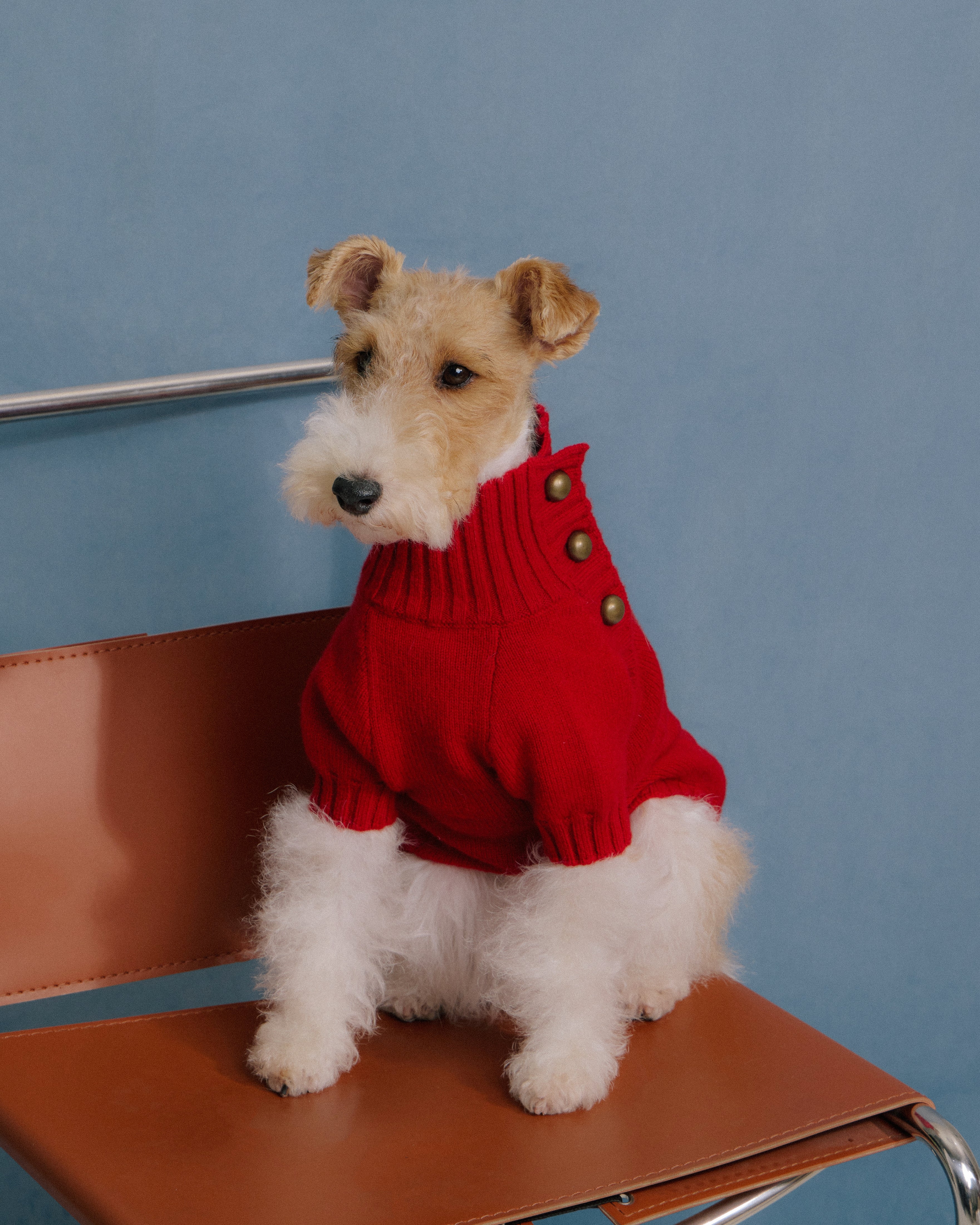 Terrier dog wearing red merino knitwear