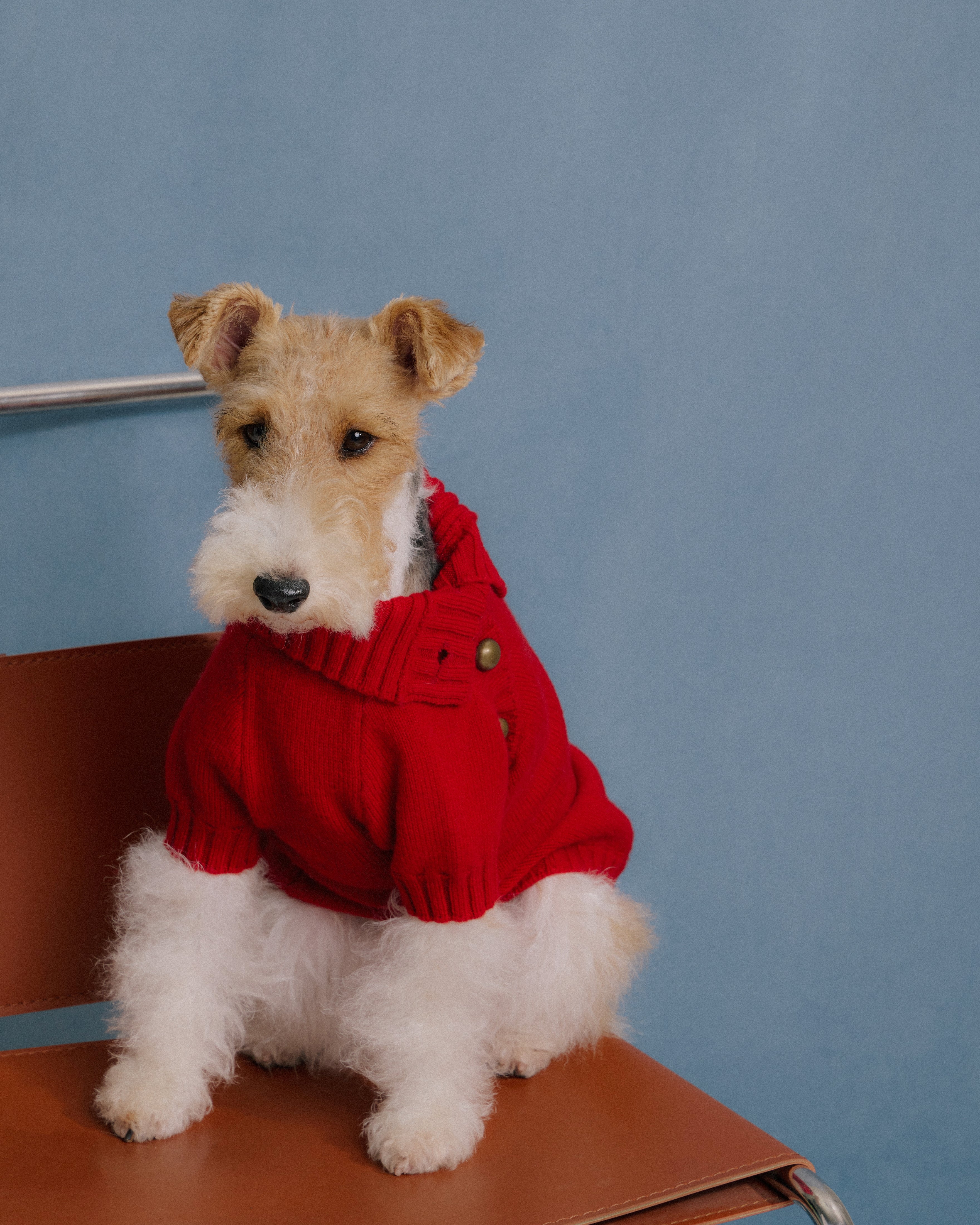 Terrier dog wearing red merino knitwear