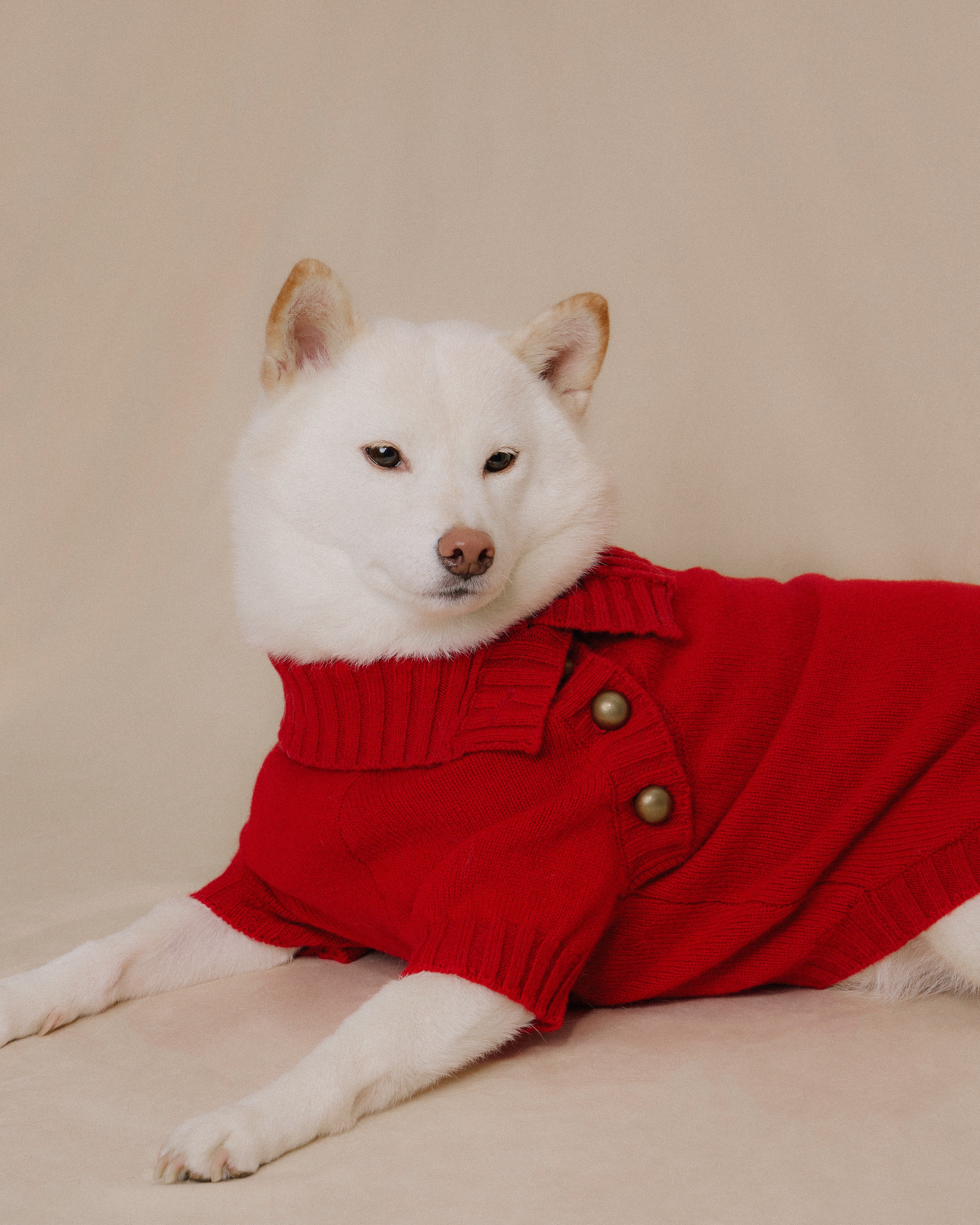 Shiba Inu dog wearing red merino knitwear