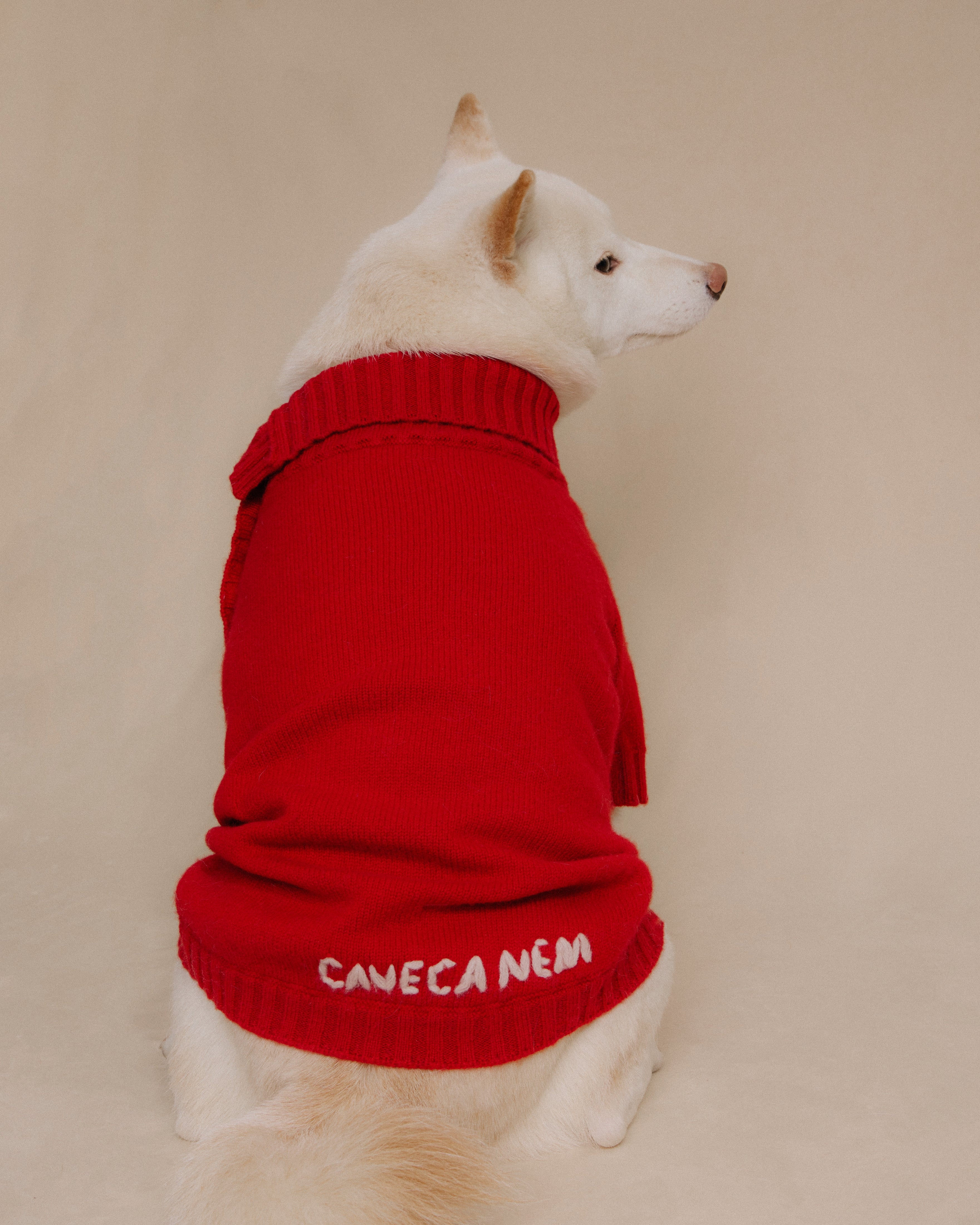 Shiba Inu wearing red merino knitwear