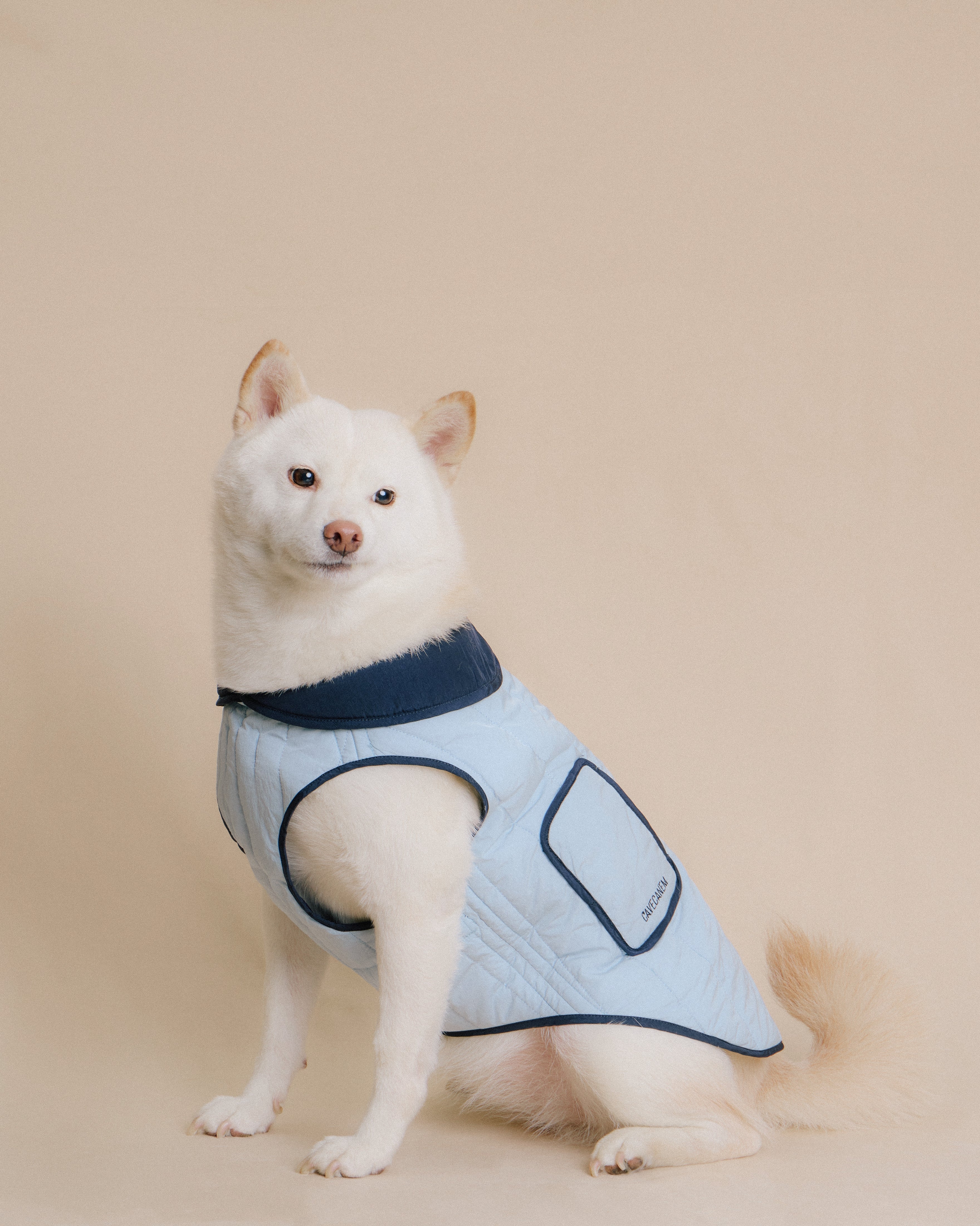 Shiba Inu Dog wearing blue quilted jacket