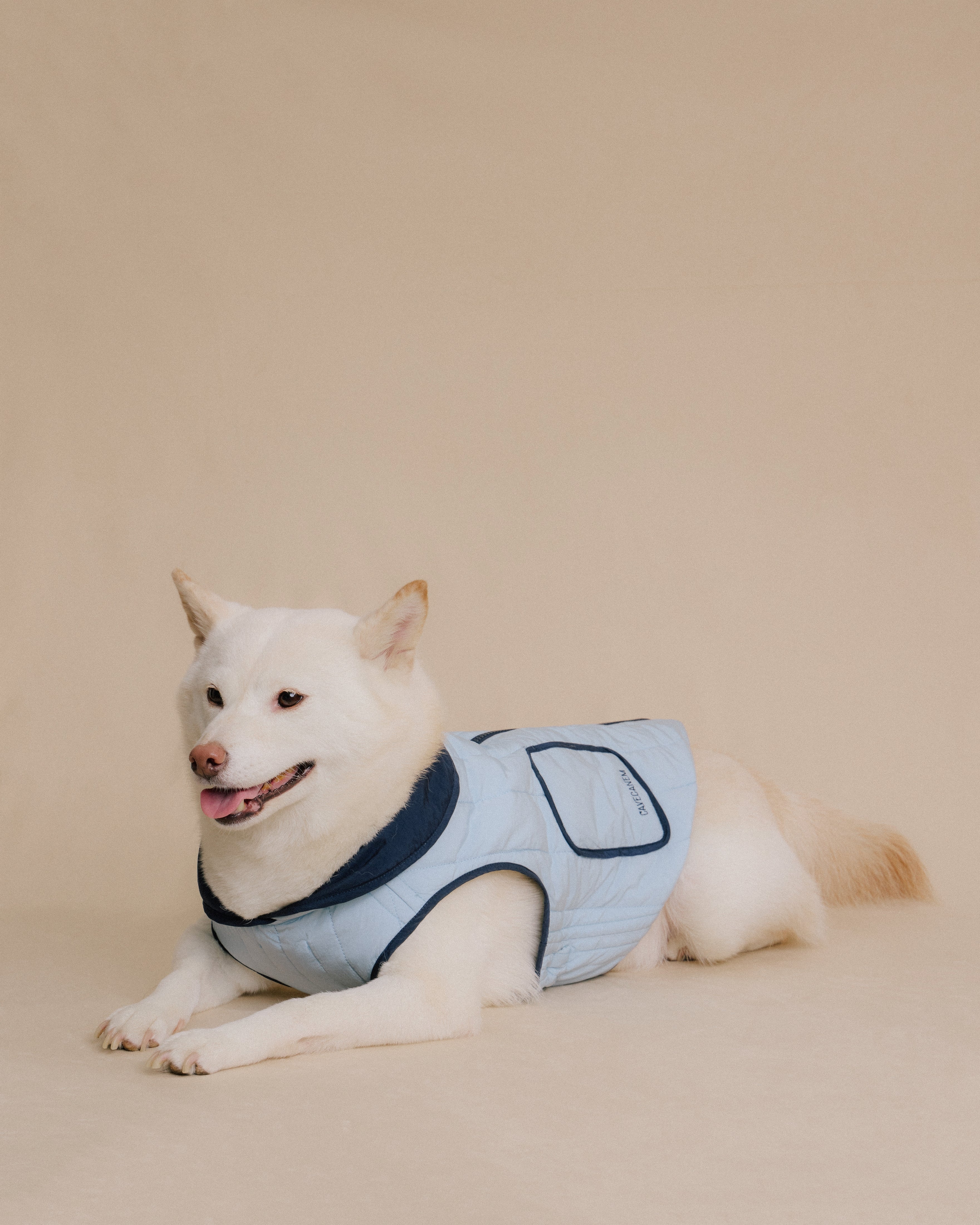 Shiba Inu Dog wearing blue quilted jacket