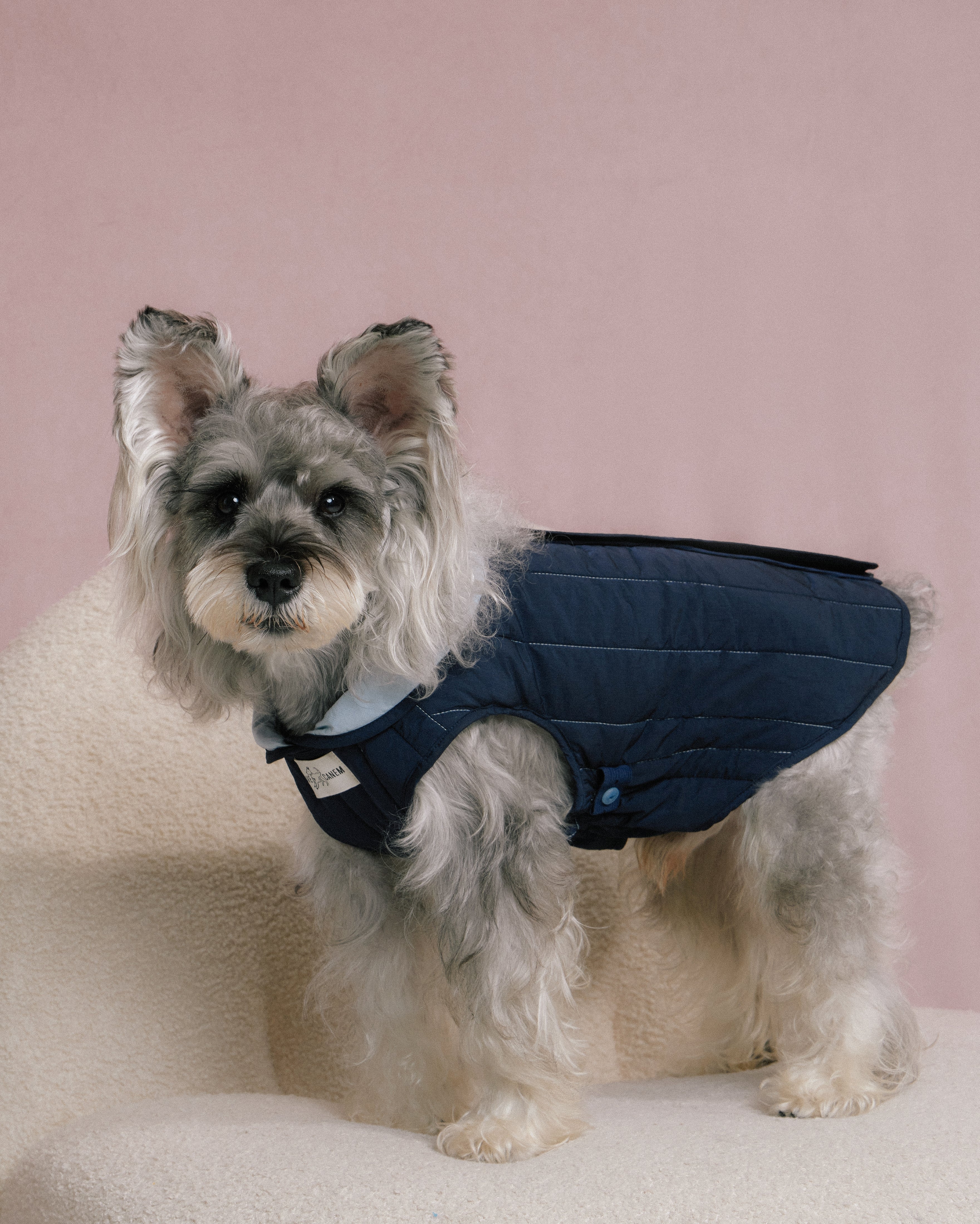 Dog wearing navy quilted jacket