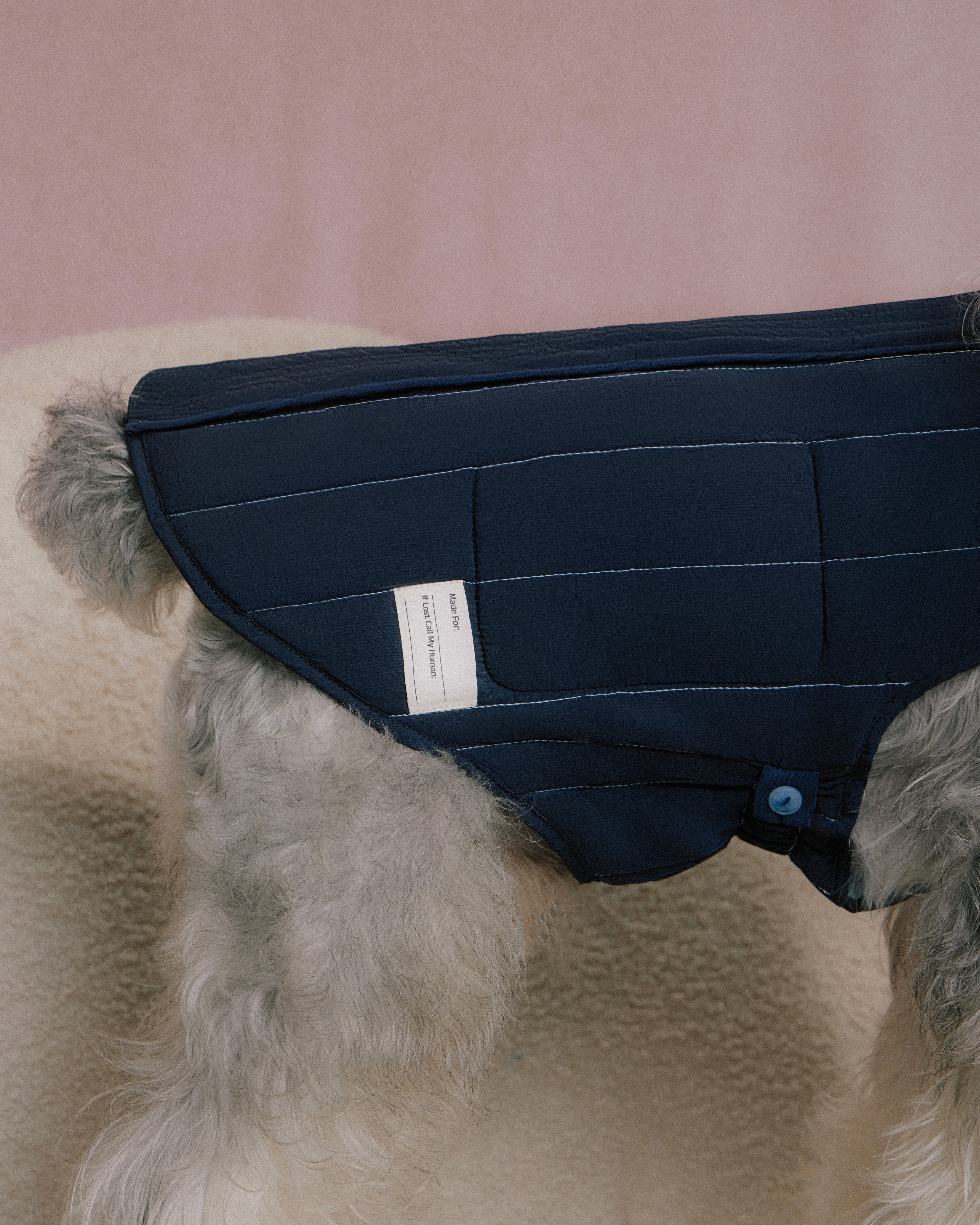 Dog wearing navy quilted jacket