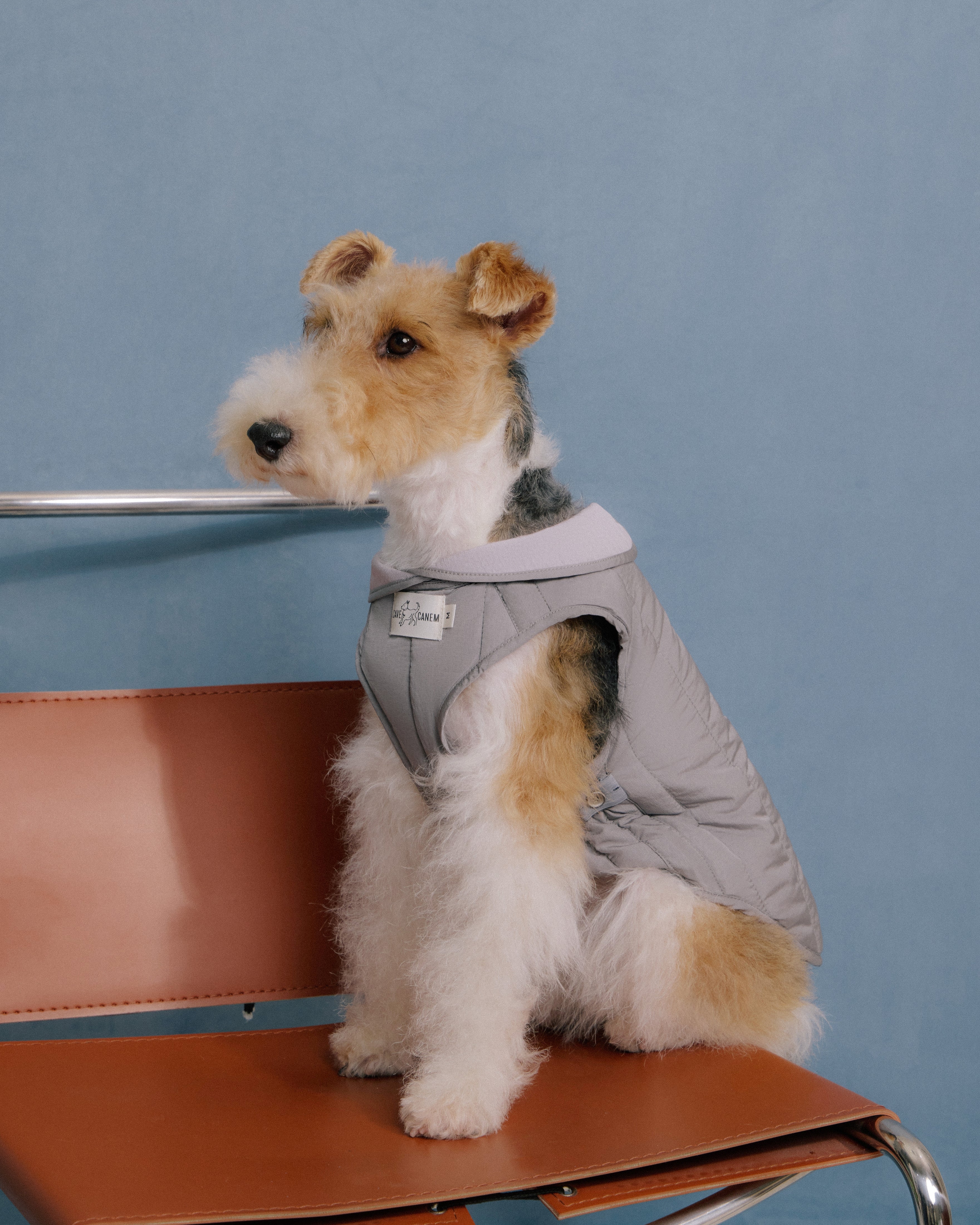 Terrier dog wearing grey quilted jacket