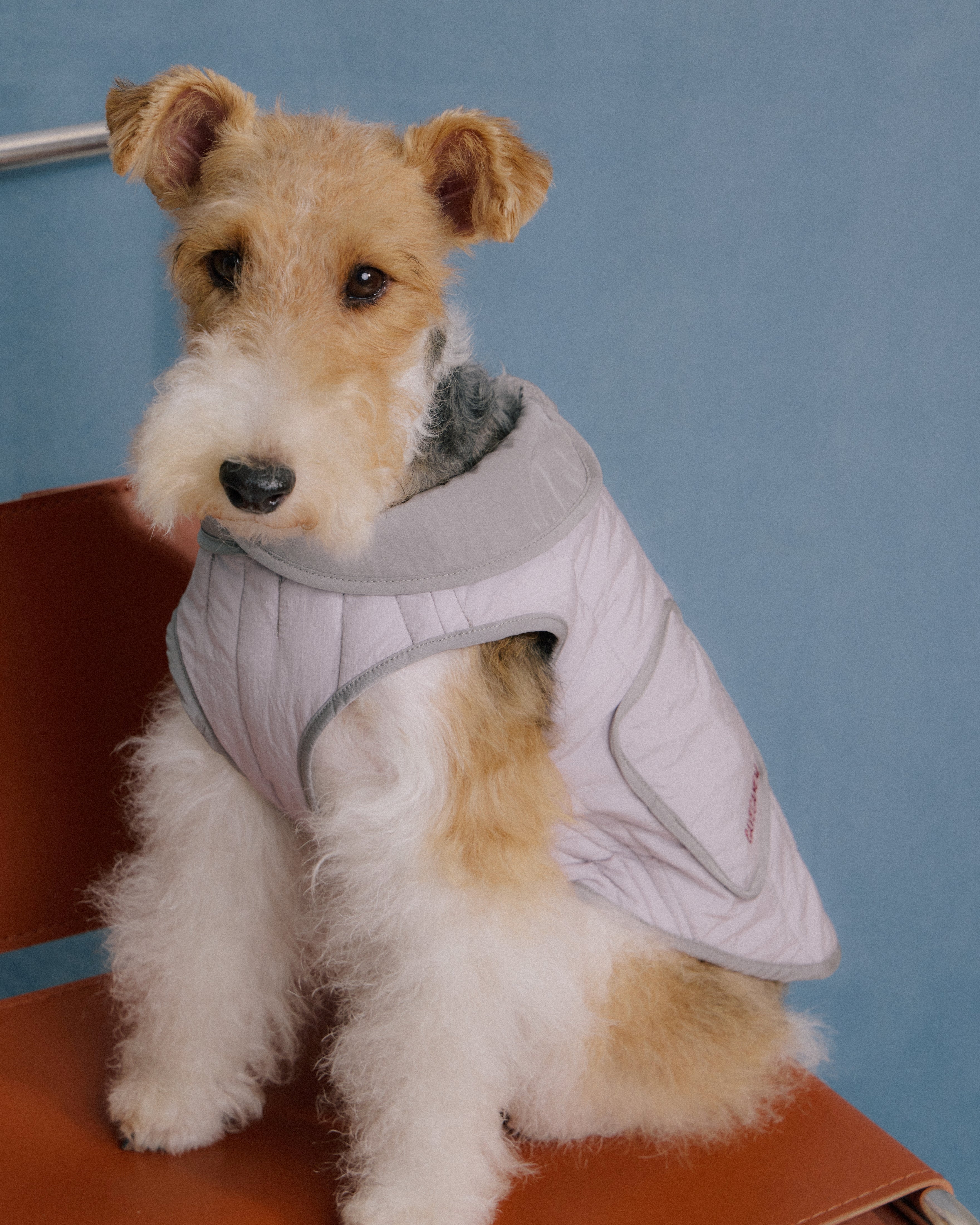 Terrier dog wearing quilted jacket