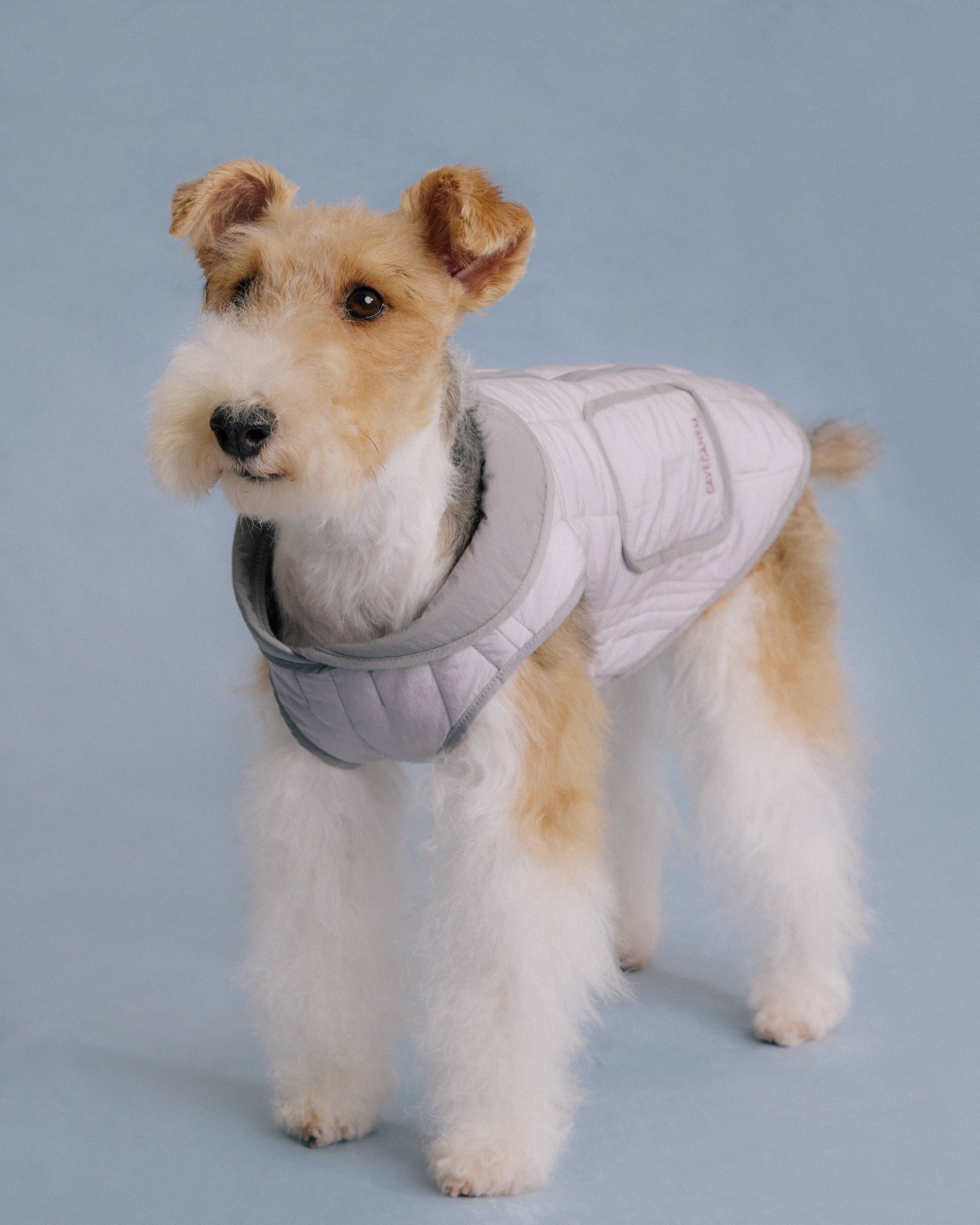 Terrier dog wearing quilted jacket