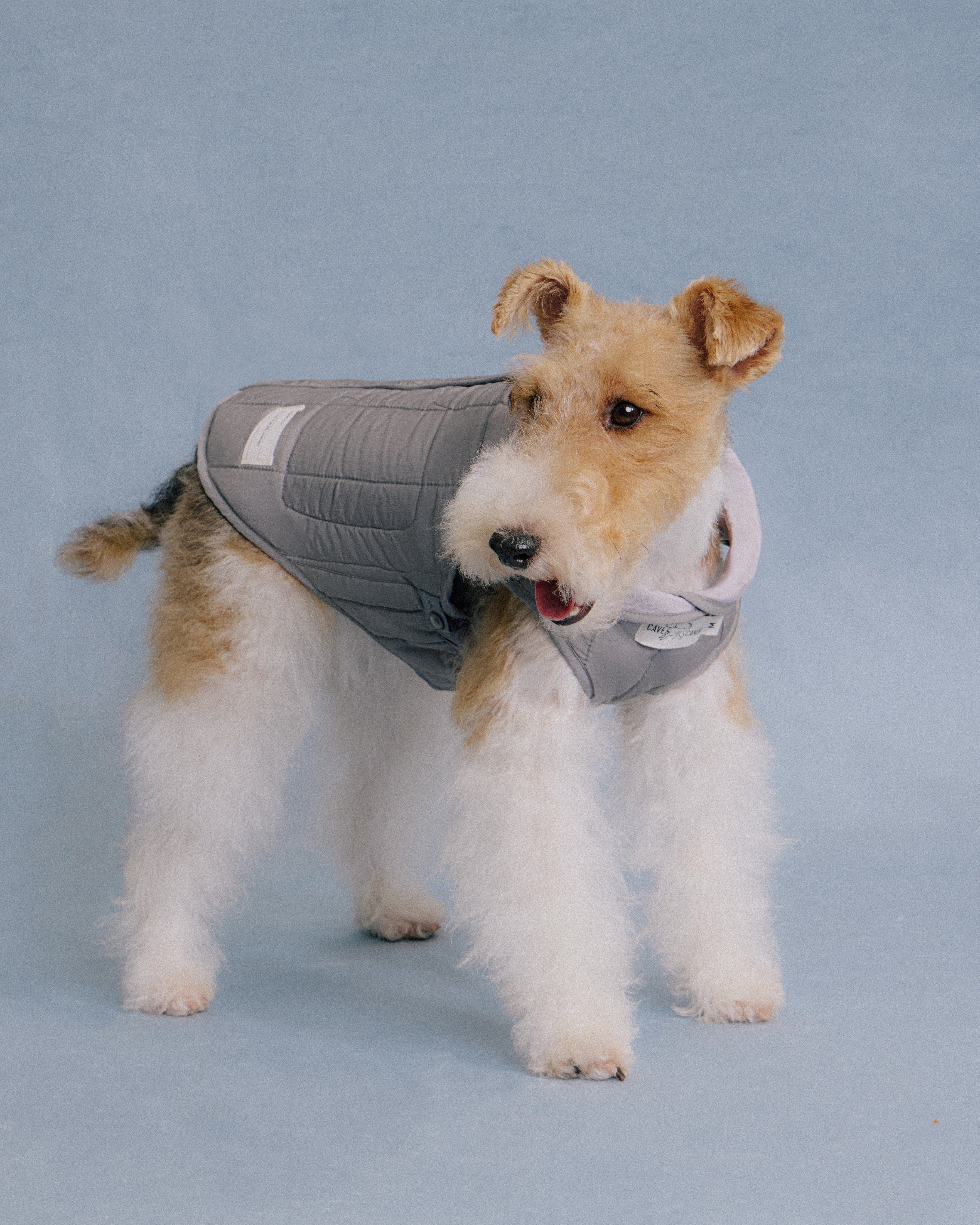 Terrier dog wearing grey quilted jacket