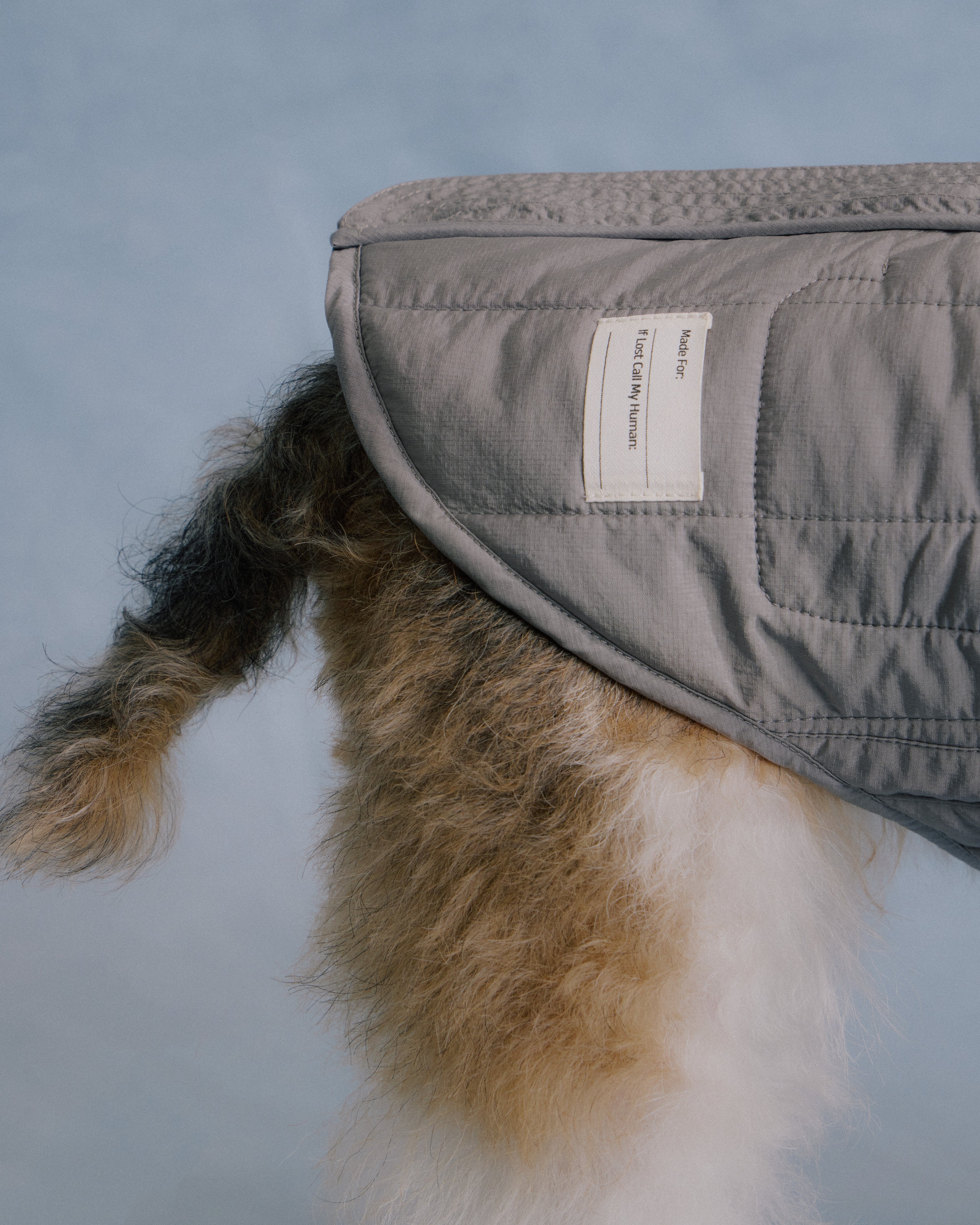 Terrier dog wearing grey quilted jacket