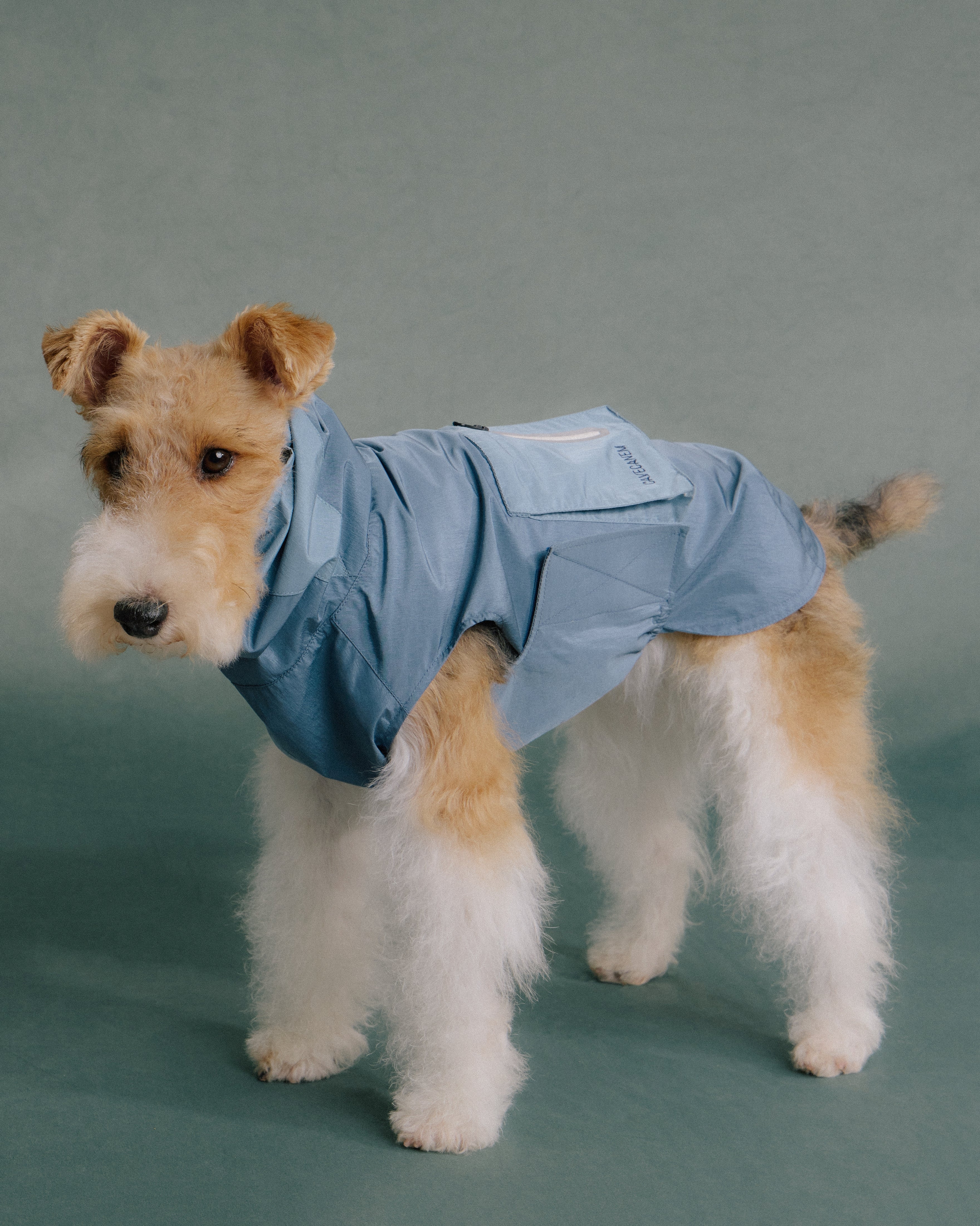 Terrier dog wearing blue rain jacket