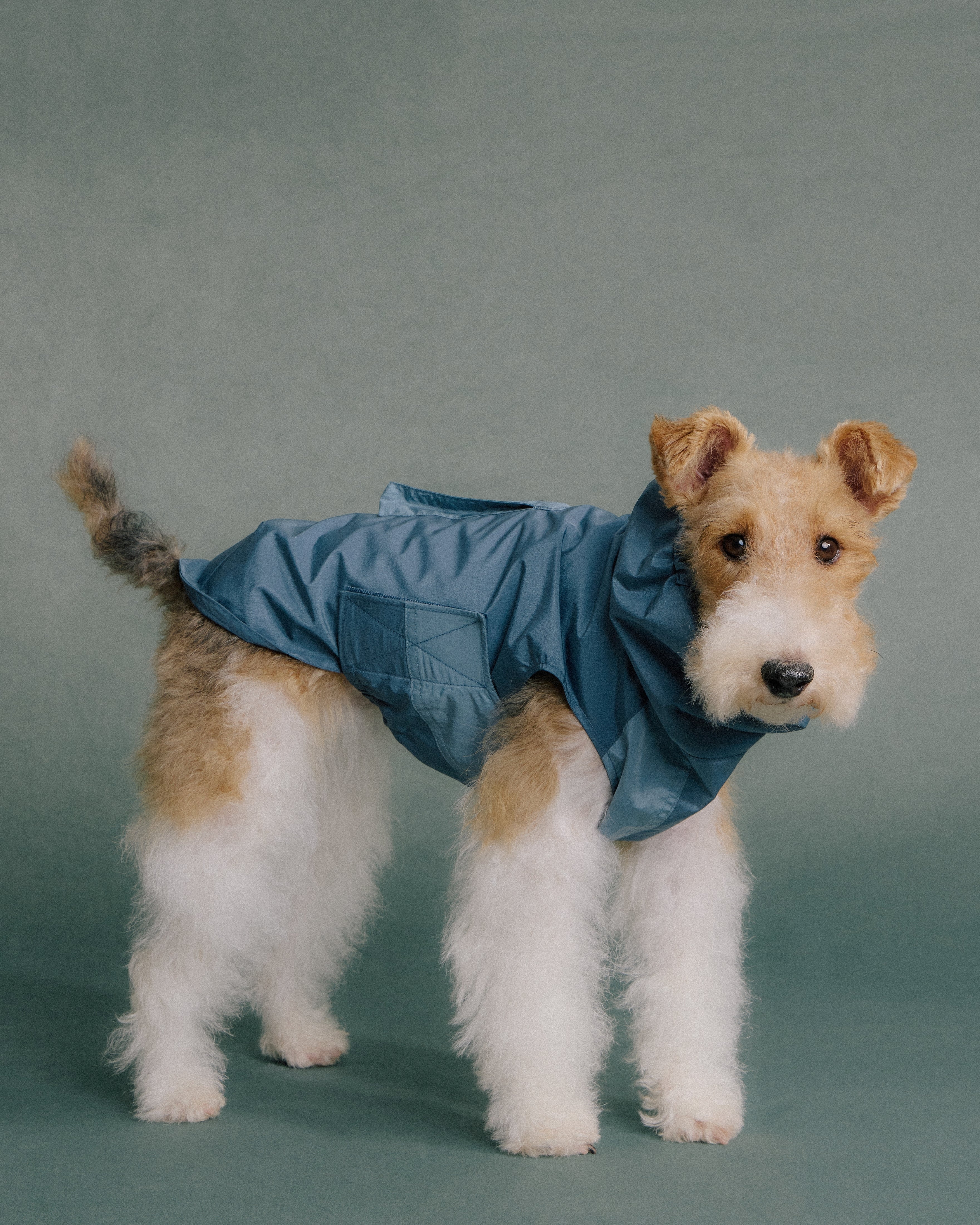 Terrier dog wearing blue rain jacket