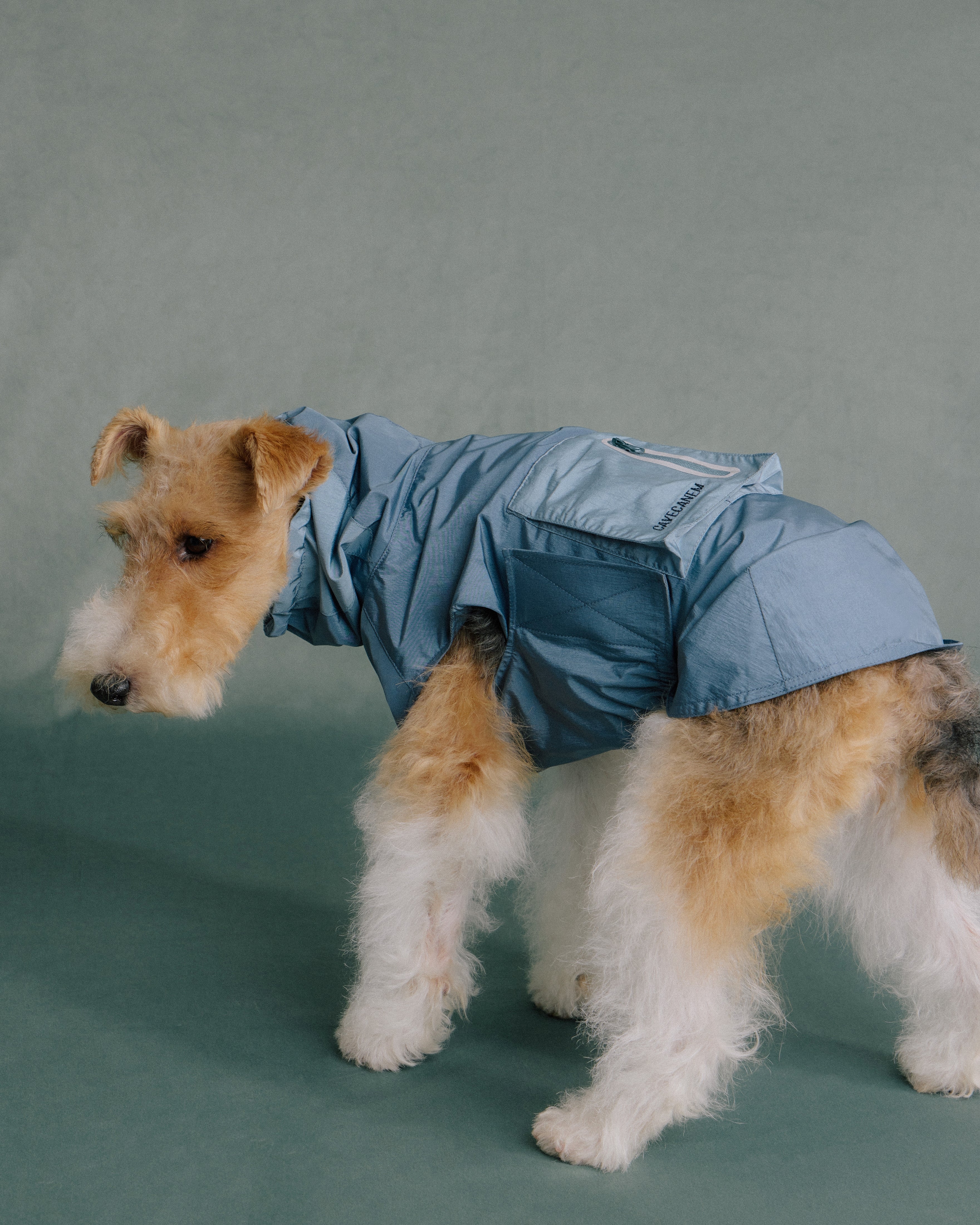 Terrier dog wearing blue rain jacket