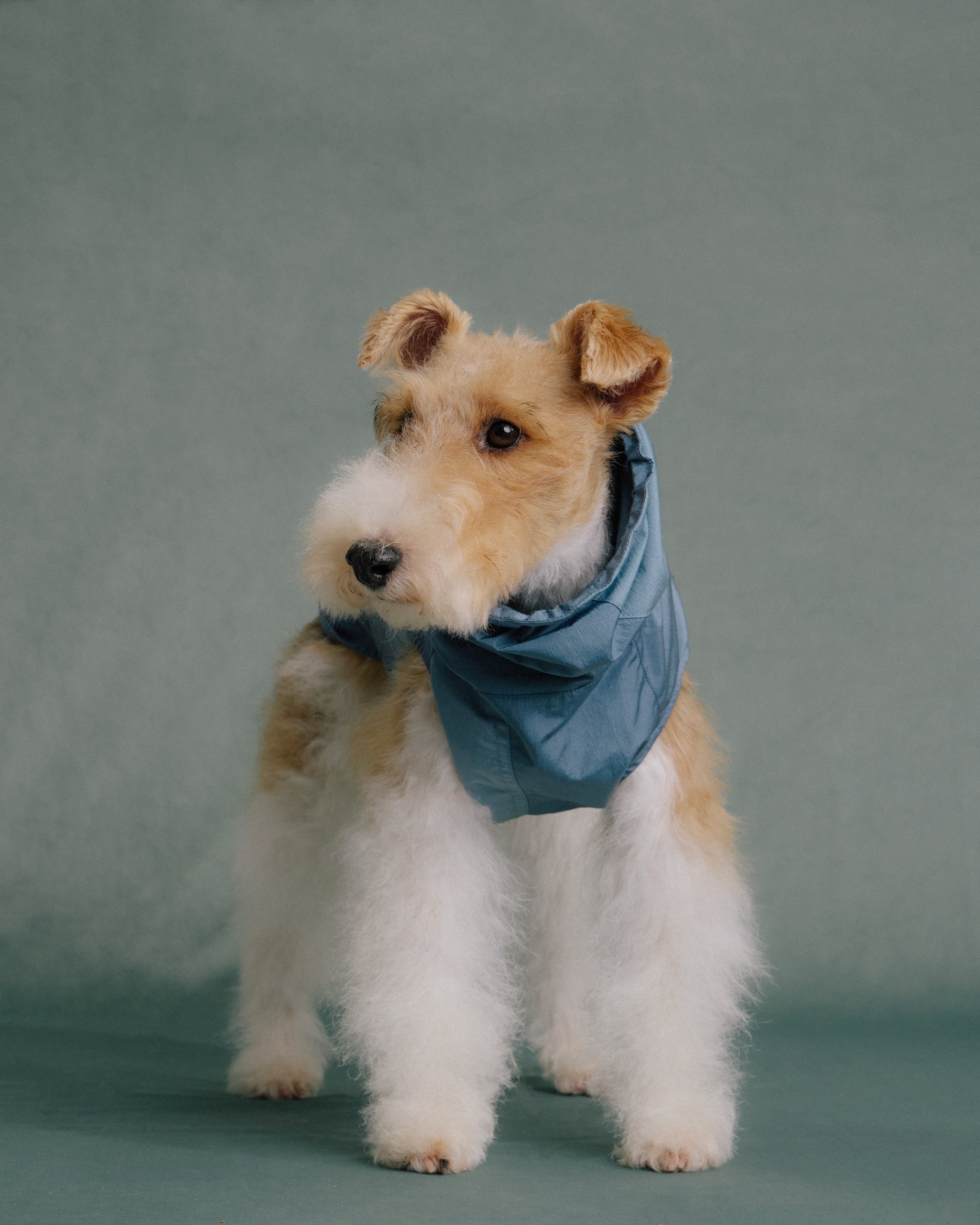 Terrier dog wearing blue rain jacket