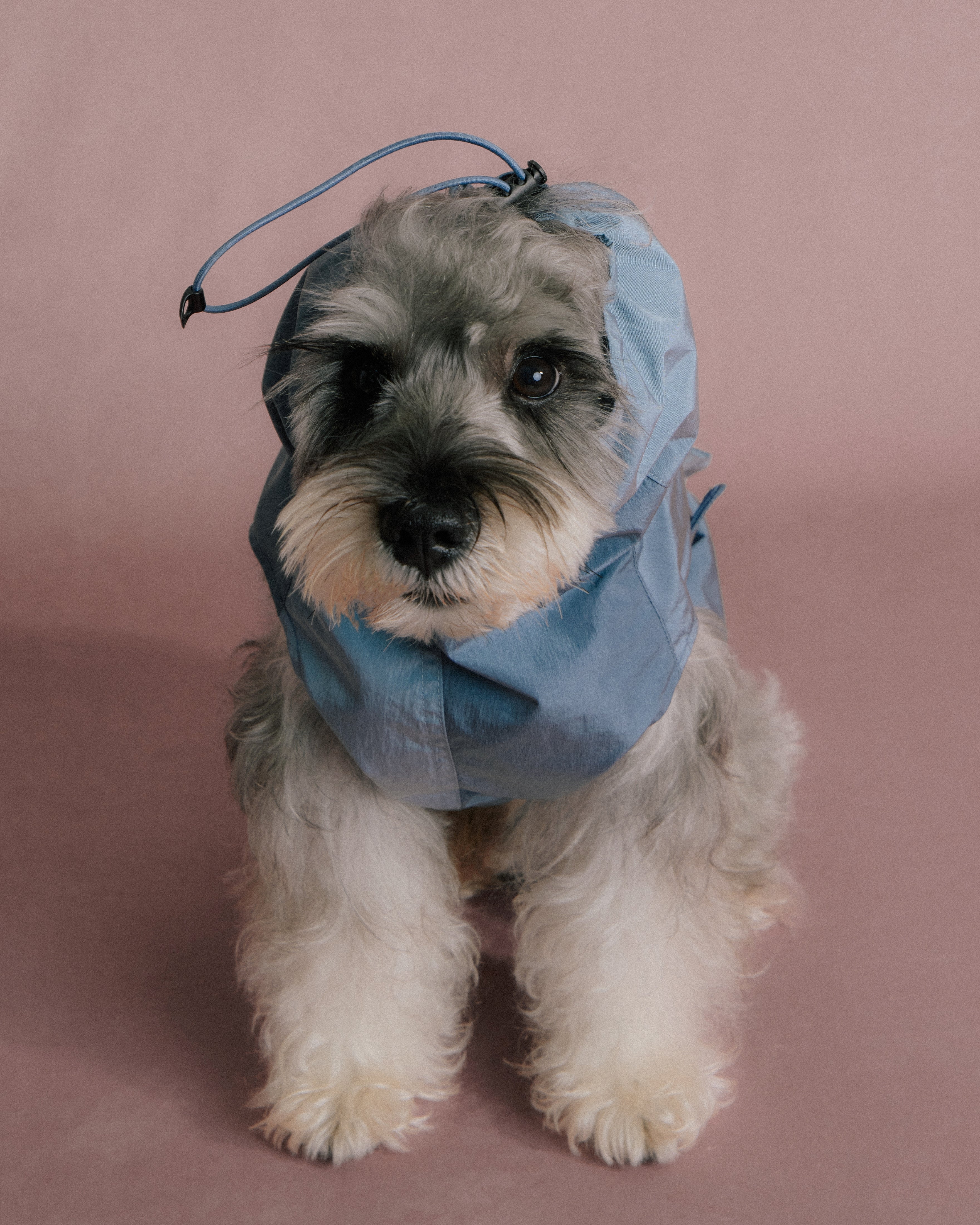 dog wearing blue rain jacket