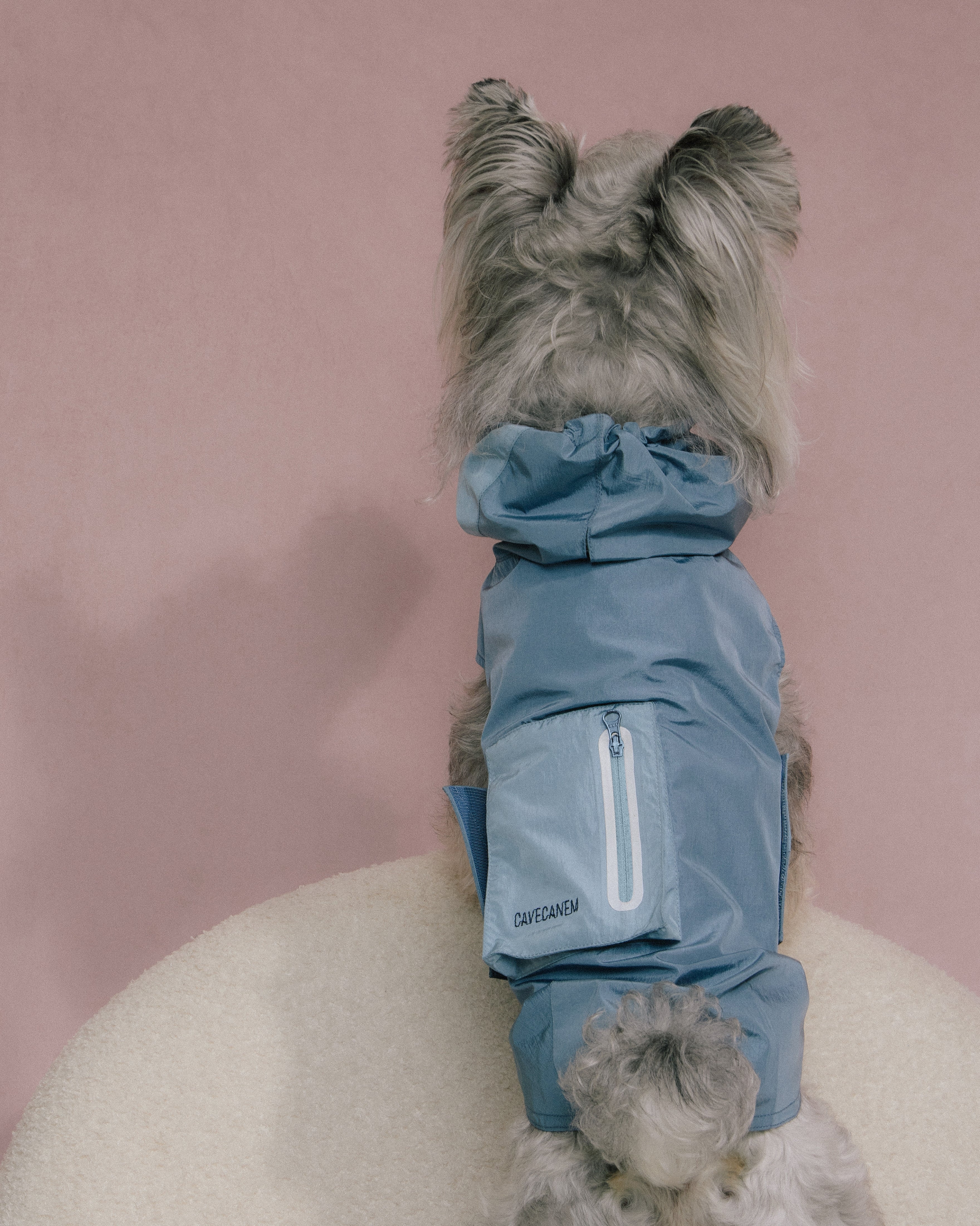 dog wearing blue rain jacket