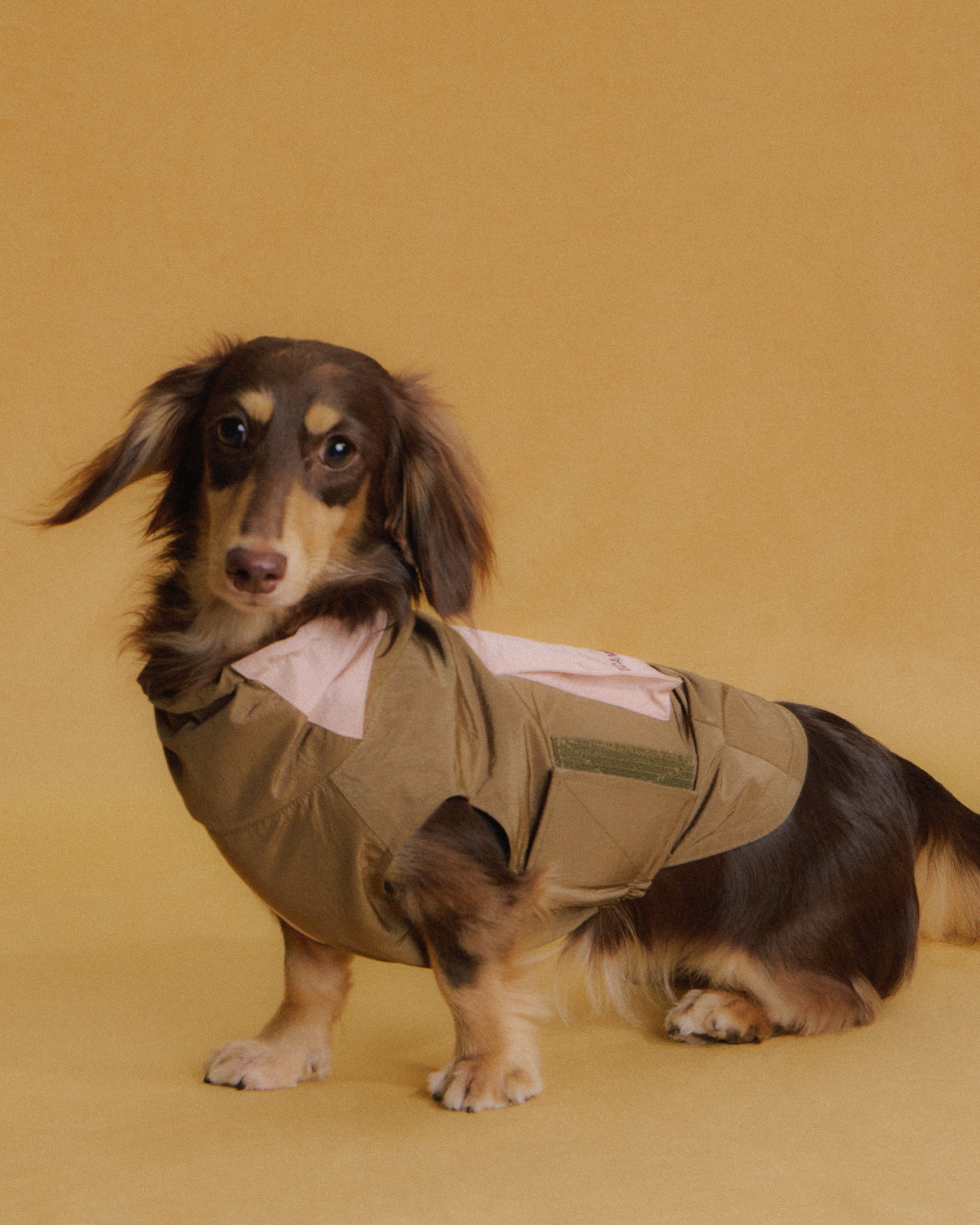 Dachshund wearing rain jacket