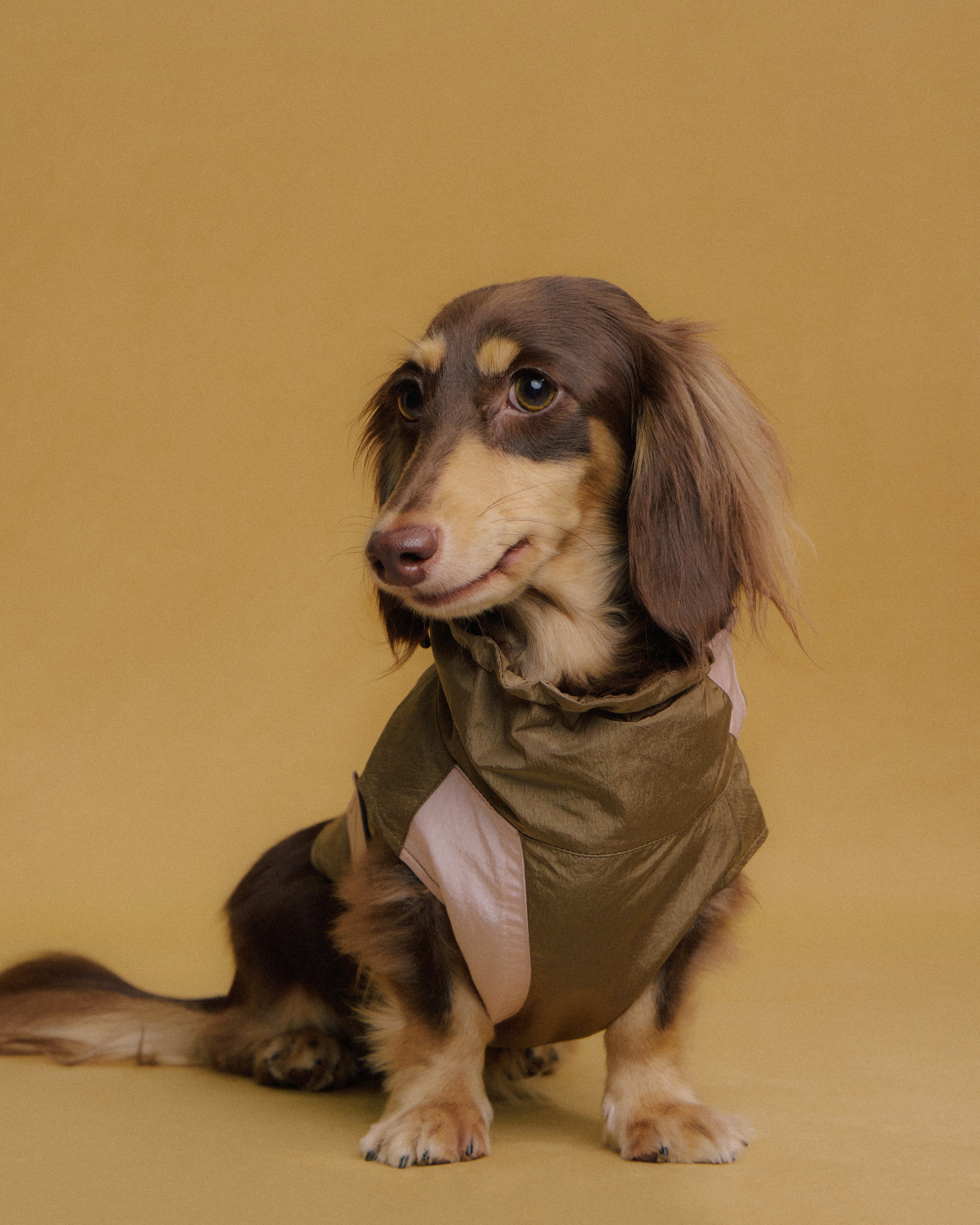 Dachshund wearing rain jacket