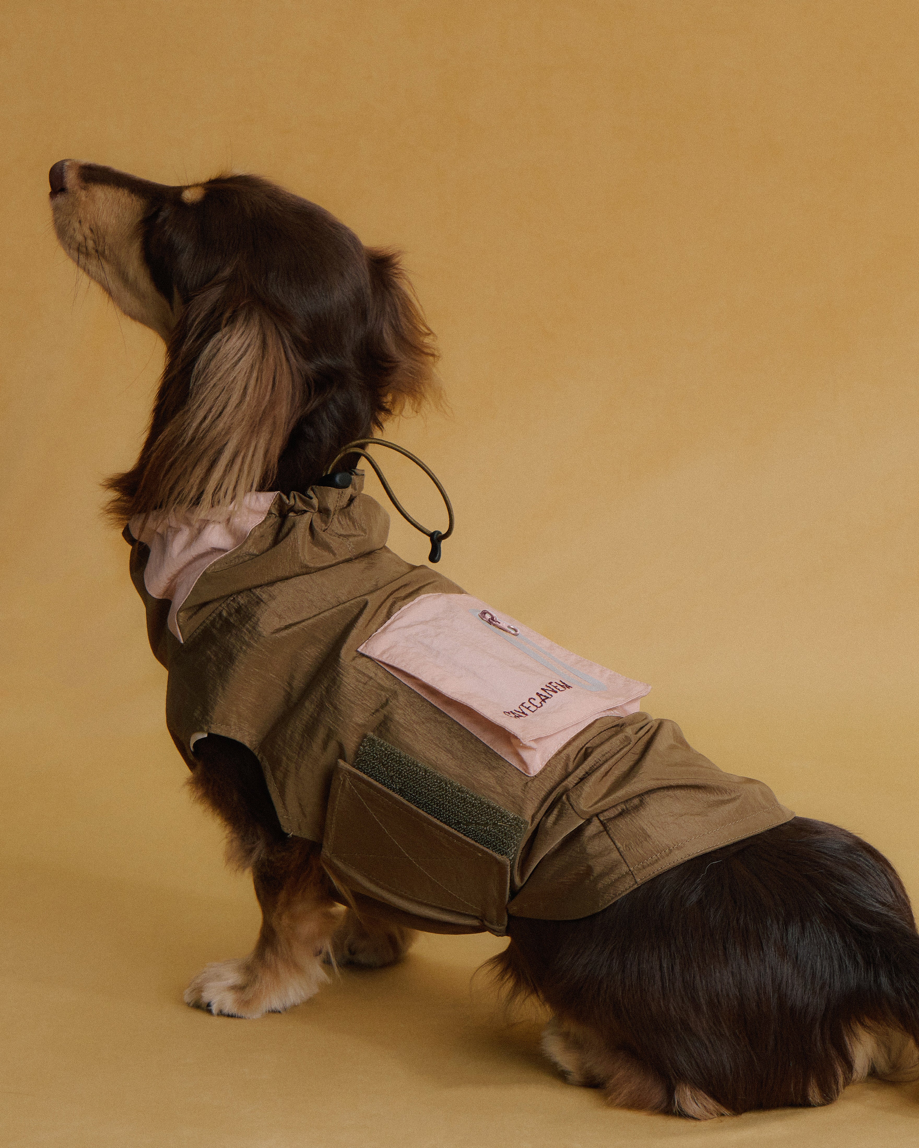 Dachshund wearing rain jacket