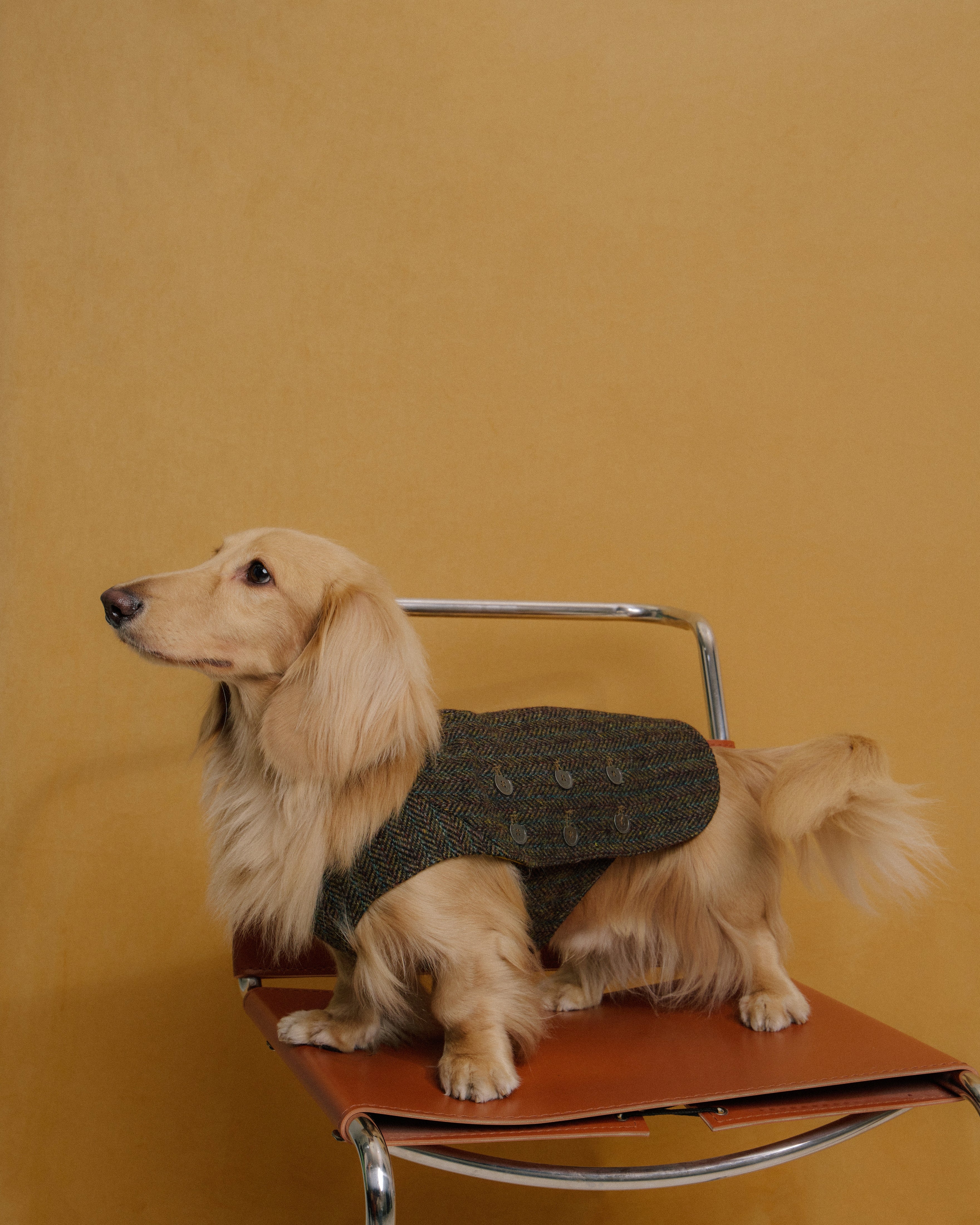 Dachshund wearing tweed vest