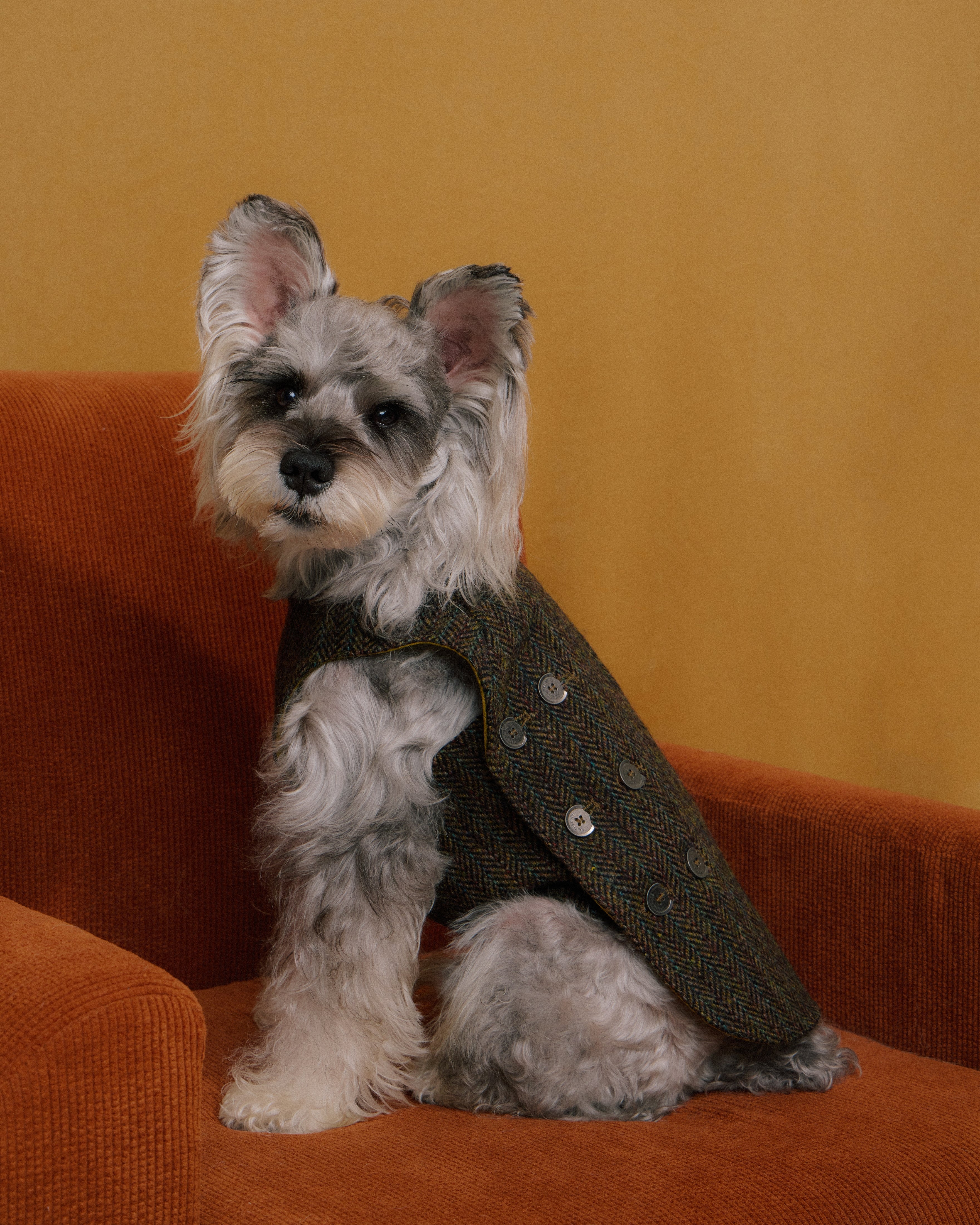 Dog wearing tweed vest