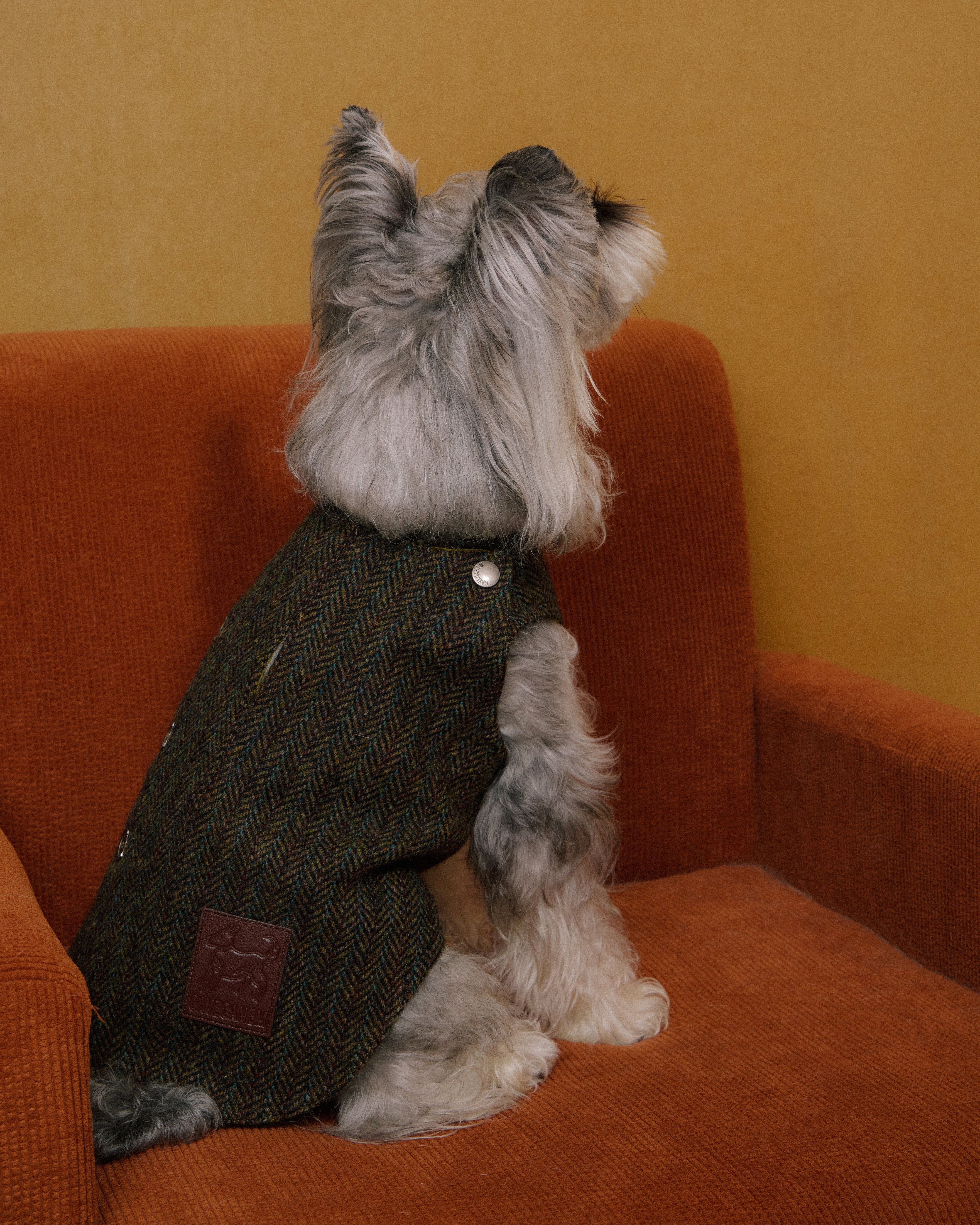 Dog wearing tweed vest