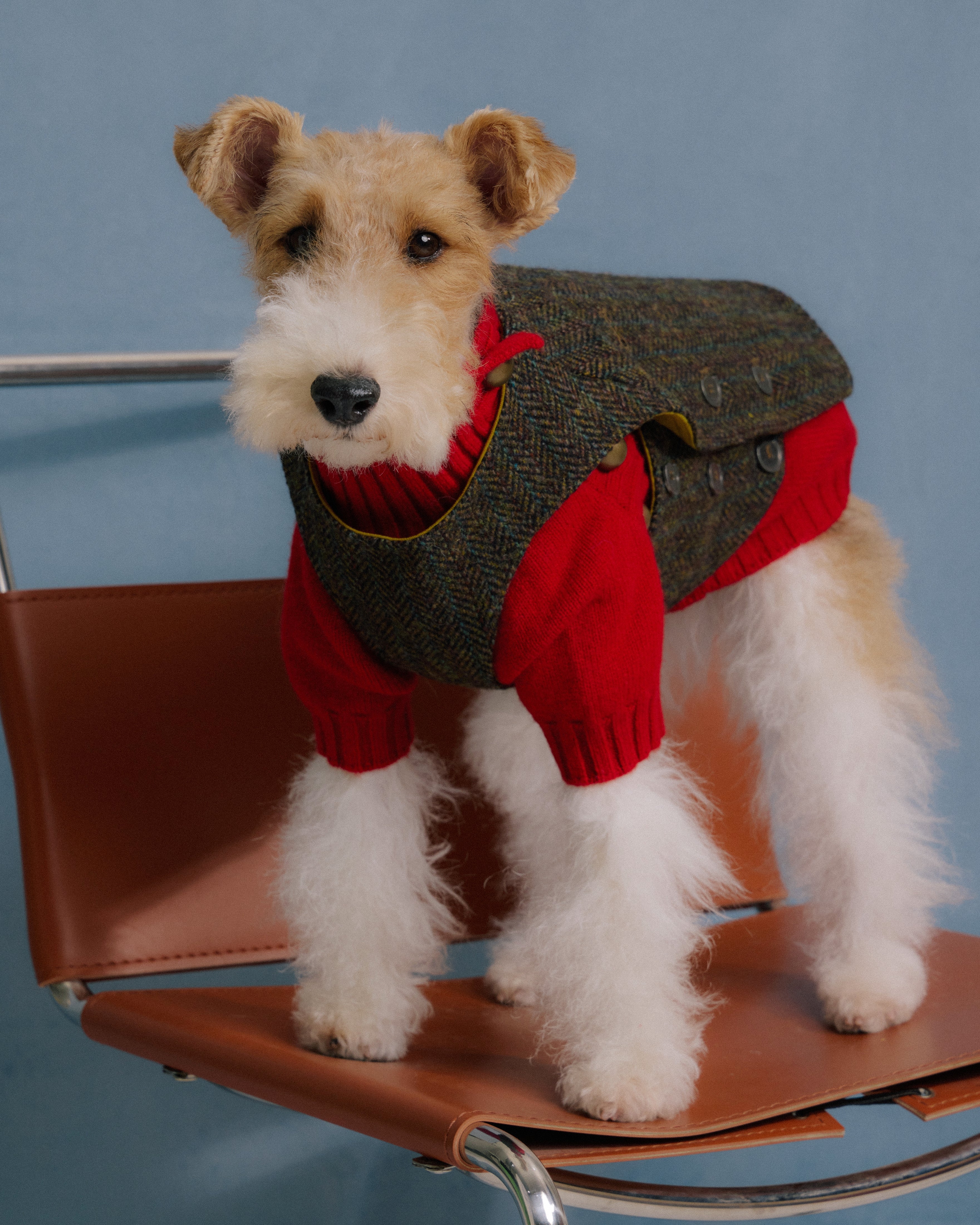 Terrier wearing tweed vest and red merino knitwear