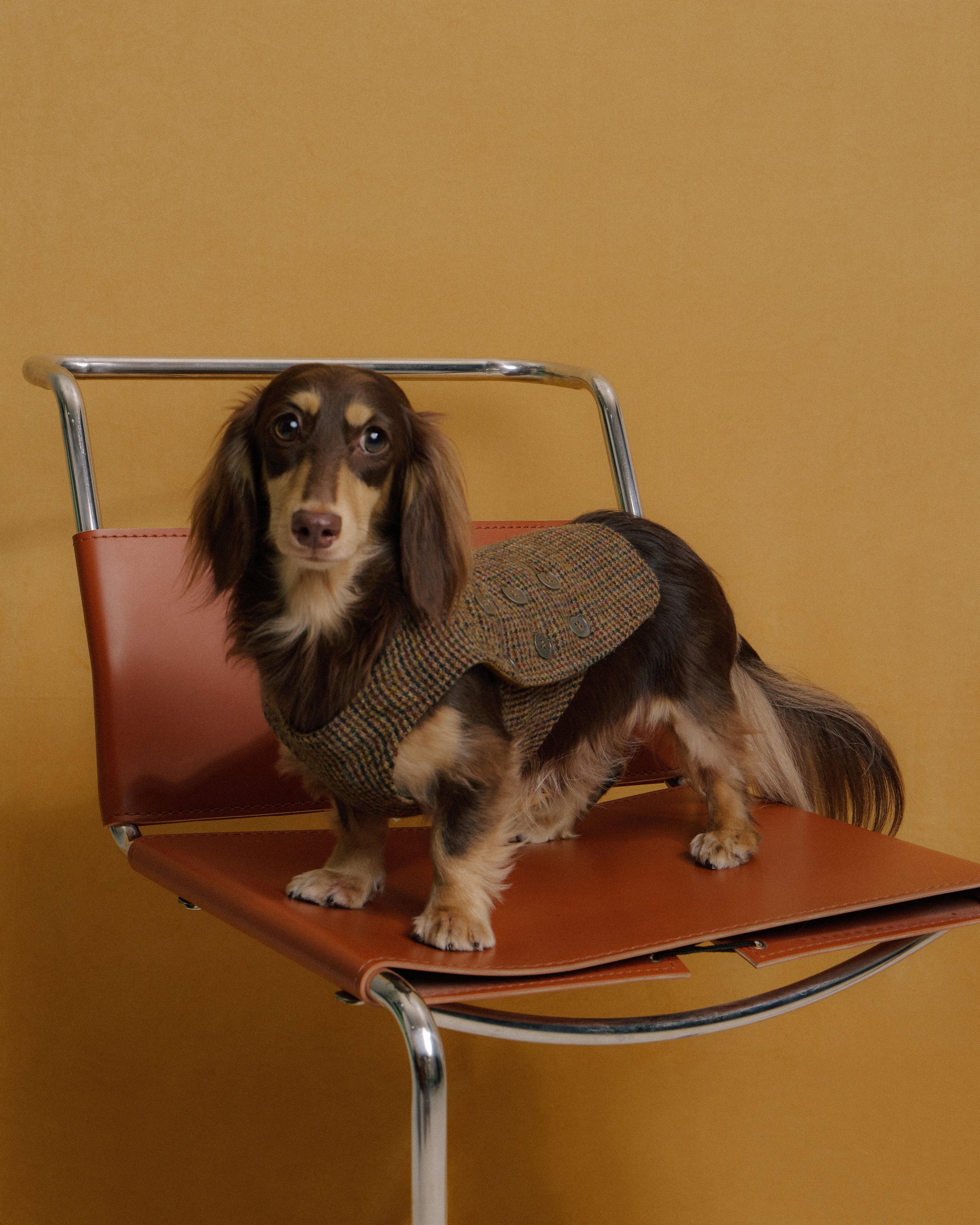 Dachshund wearing tweed vest houndstooth