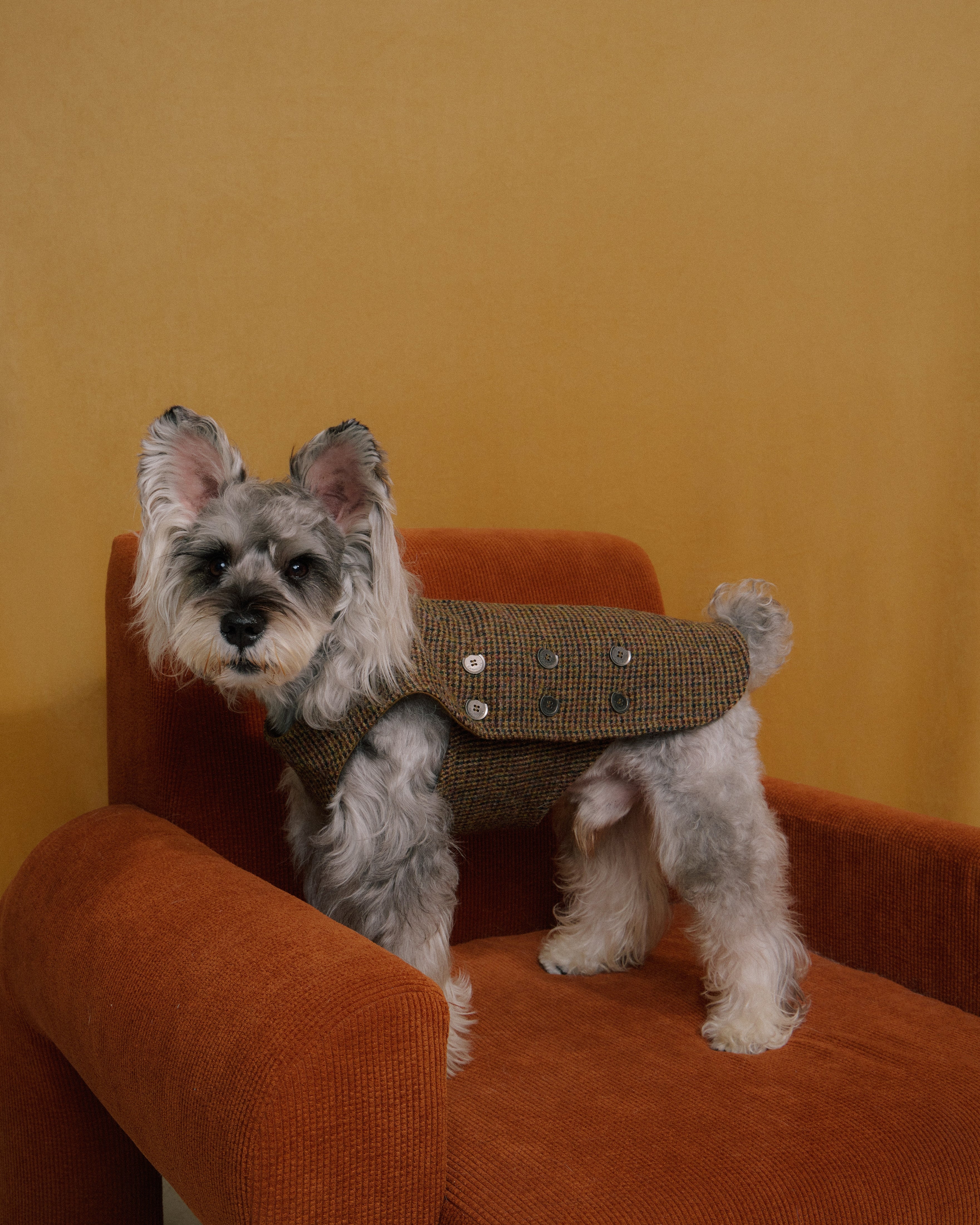 Dog wearing tweed vest