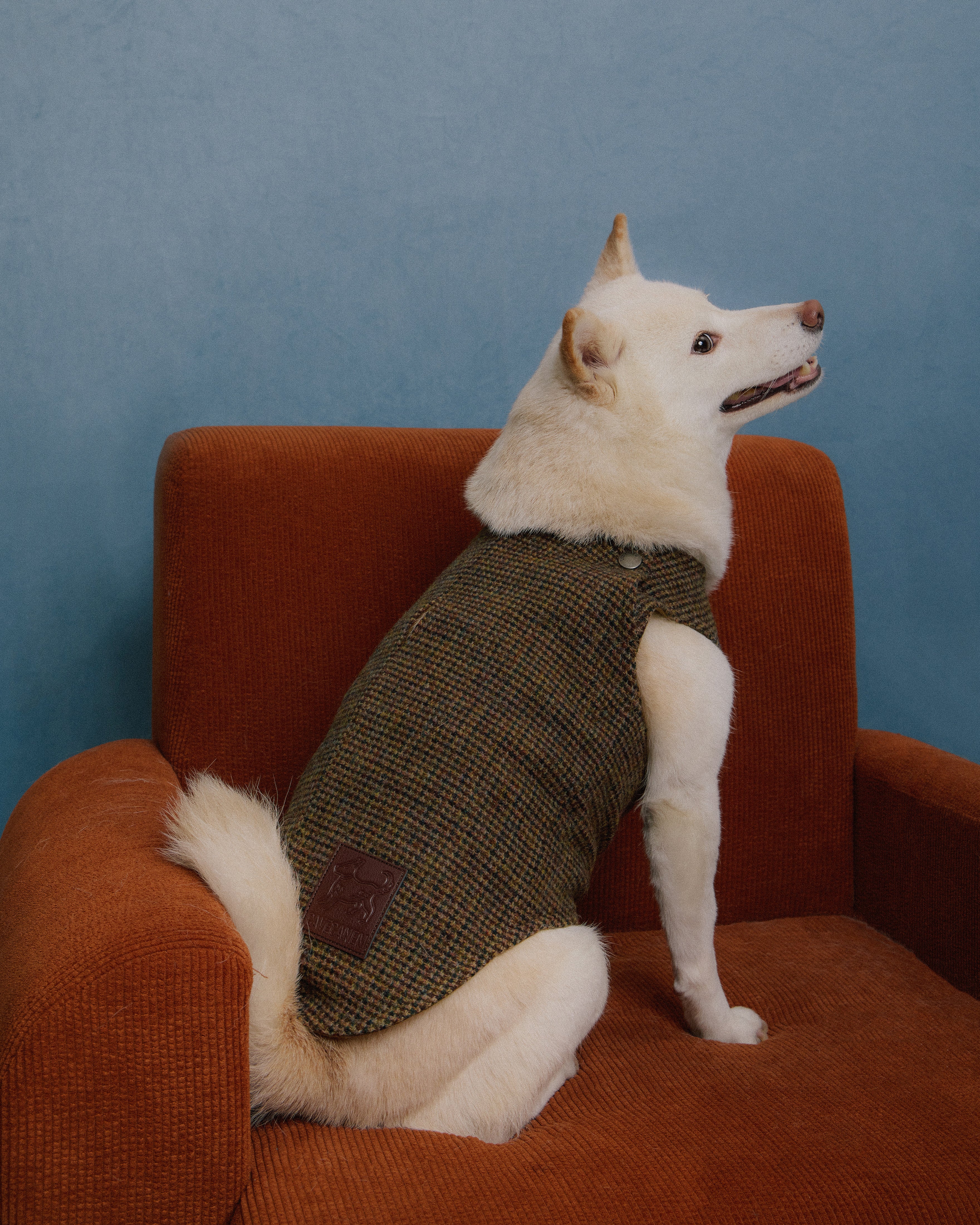 Shiba Inu Dog Wearing Tweed Vest Houndstooth