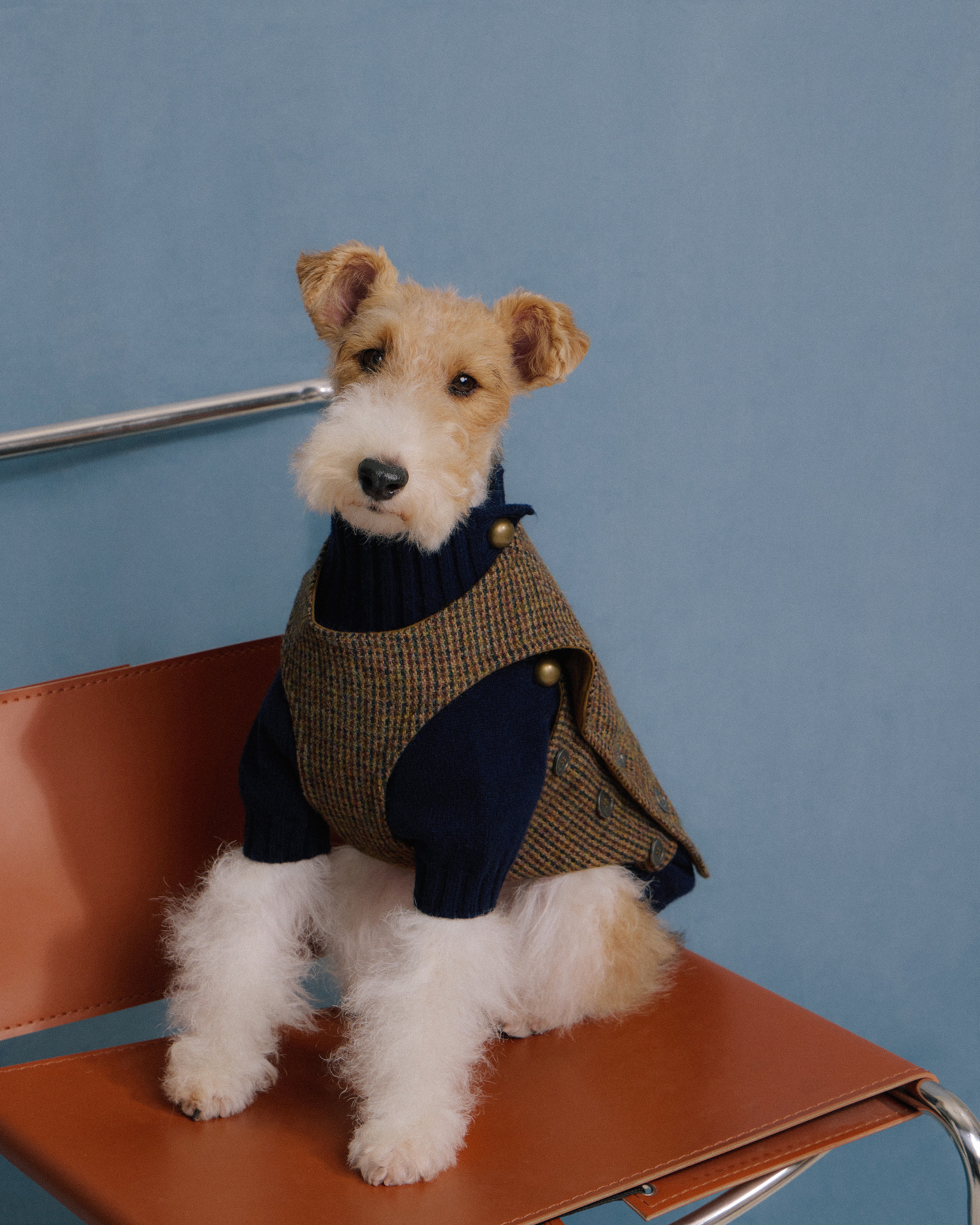 Terrier wearing tweed vest and navy merino knitwear