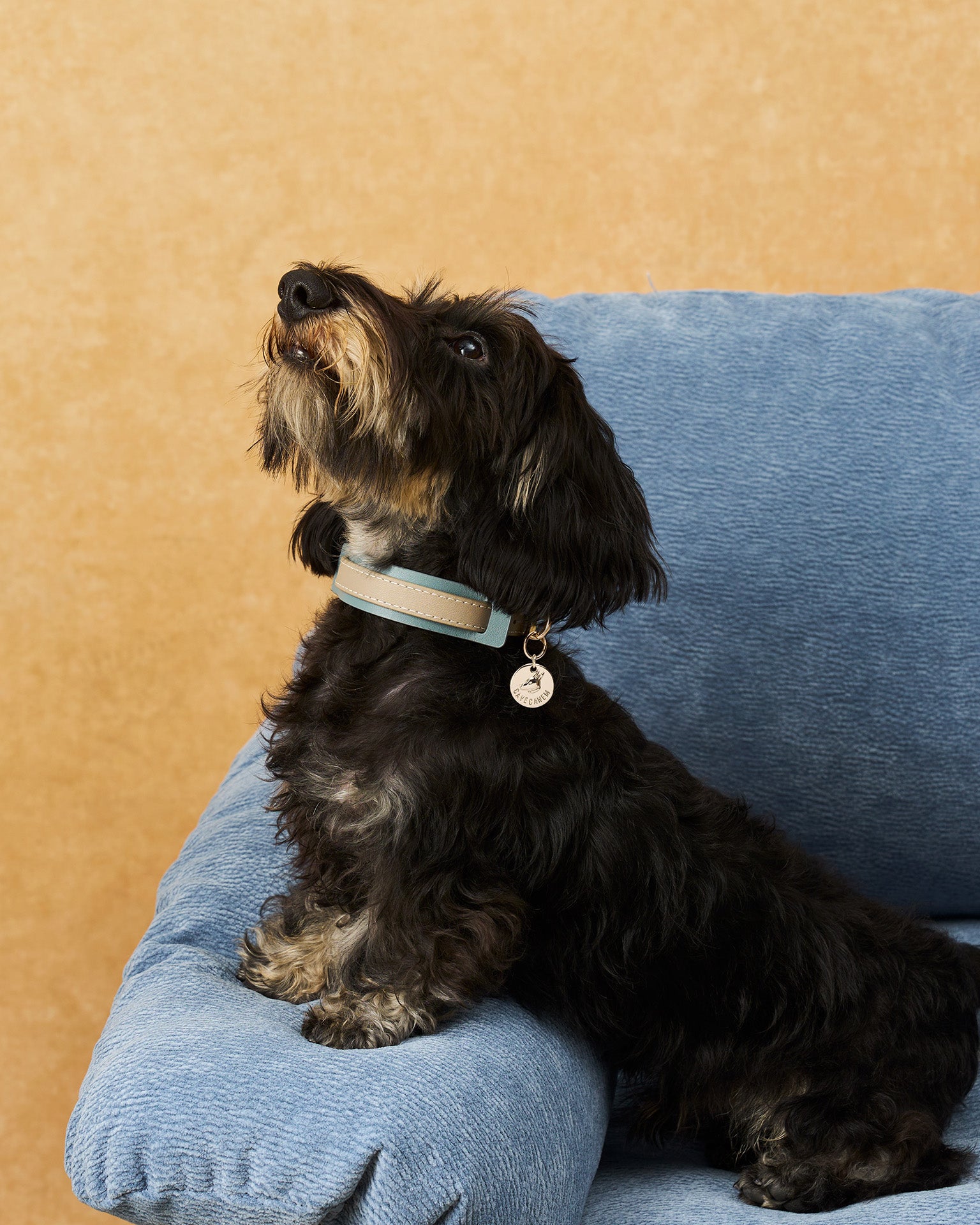 The Ornata Leather Dog Collar | Stormy Teal