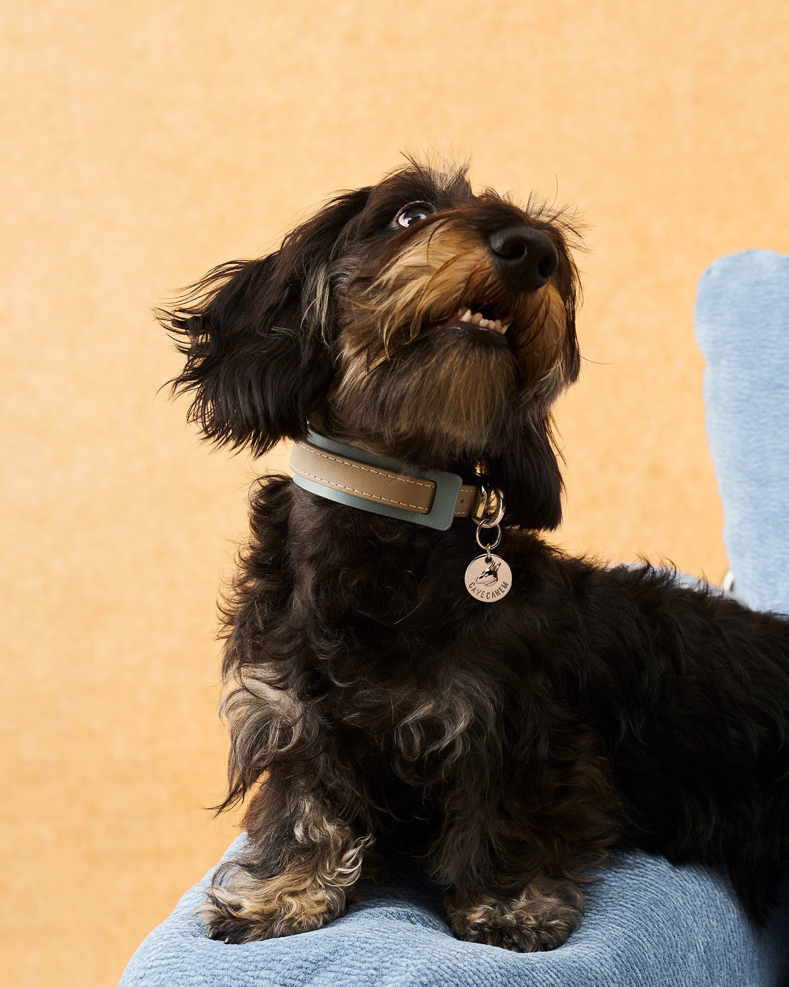 The Ornata Leather Dog Collar | Stormy Teal