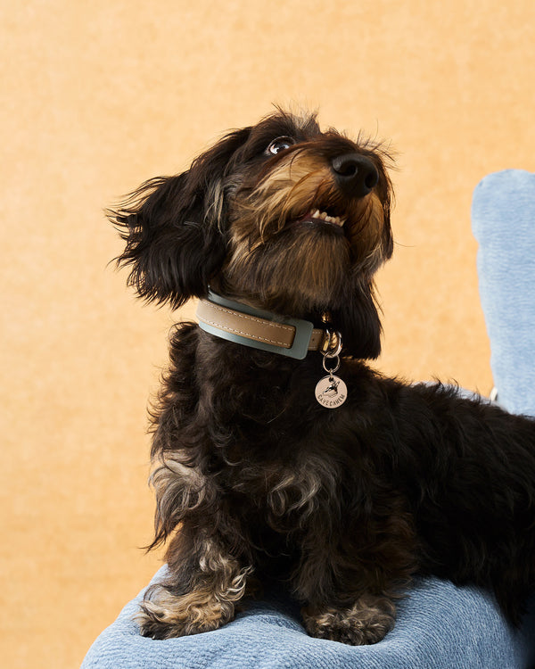 The Ornata Leather Dog Collar | Stormy Teal