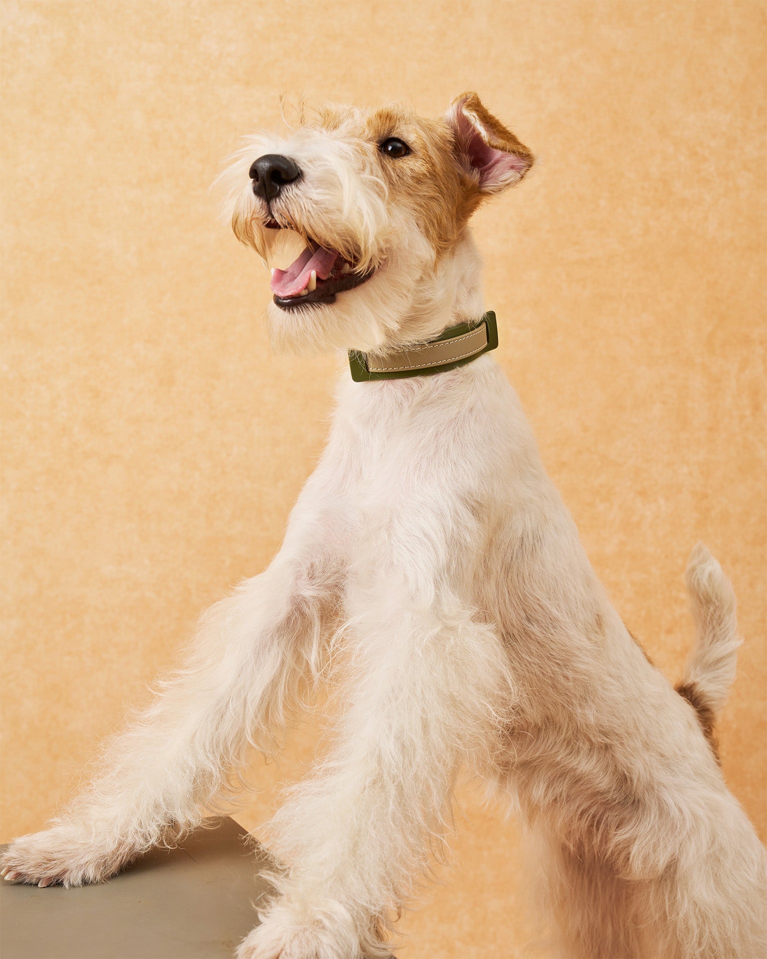 Dog wearing a green collar on a beige background