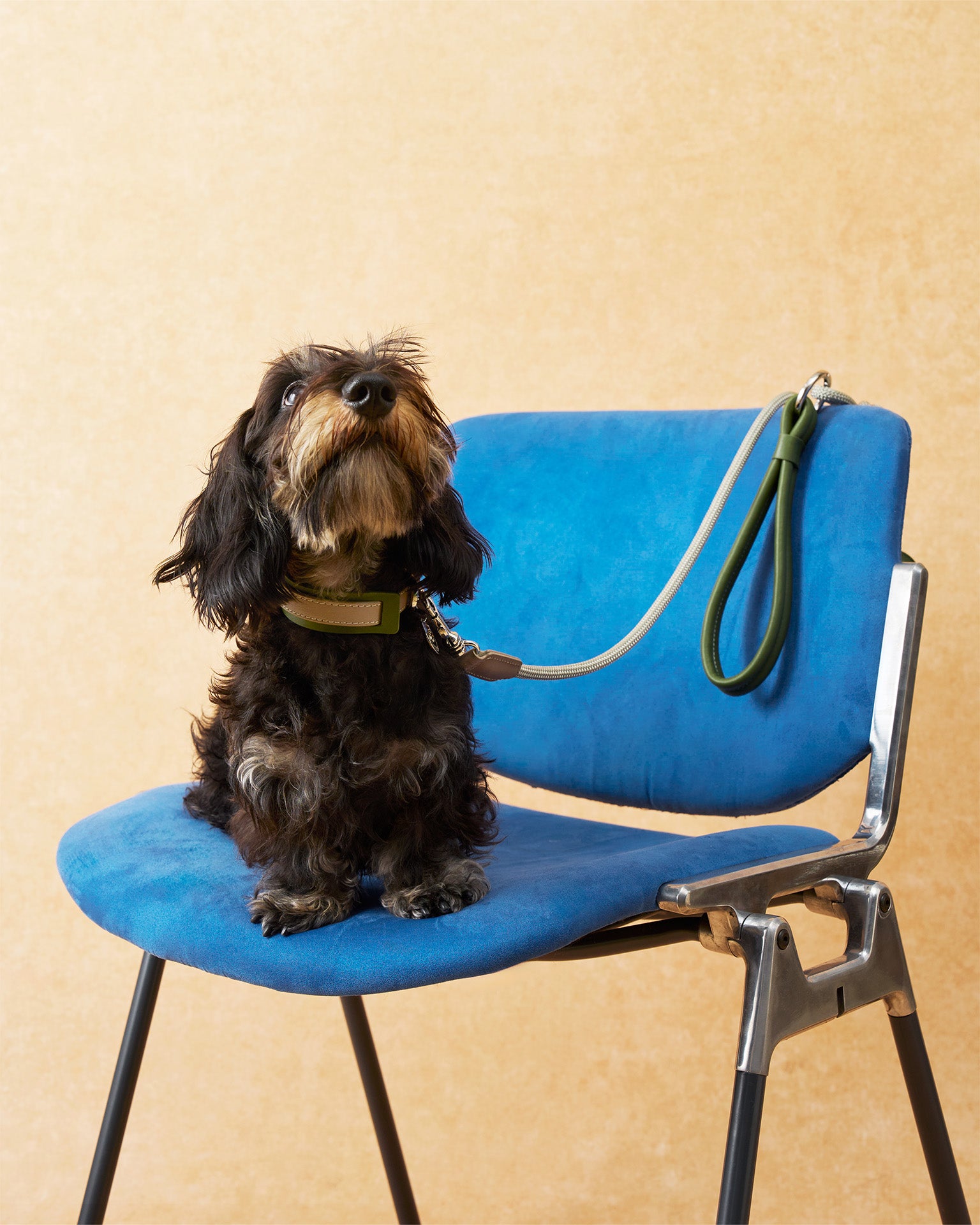 The Ornata Leather Dog Collar | Willow Sage