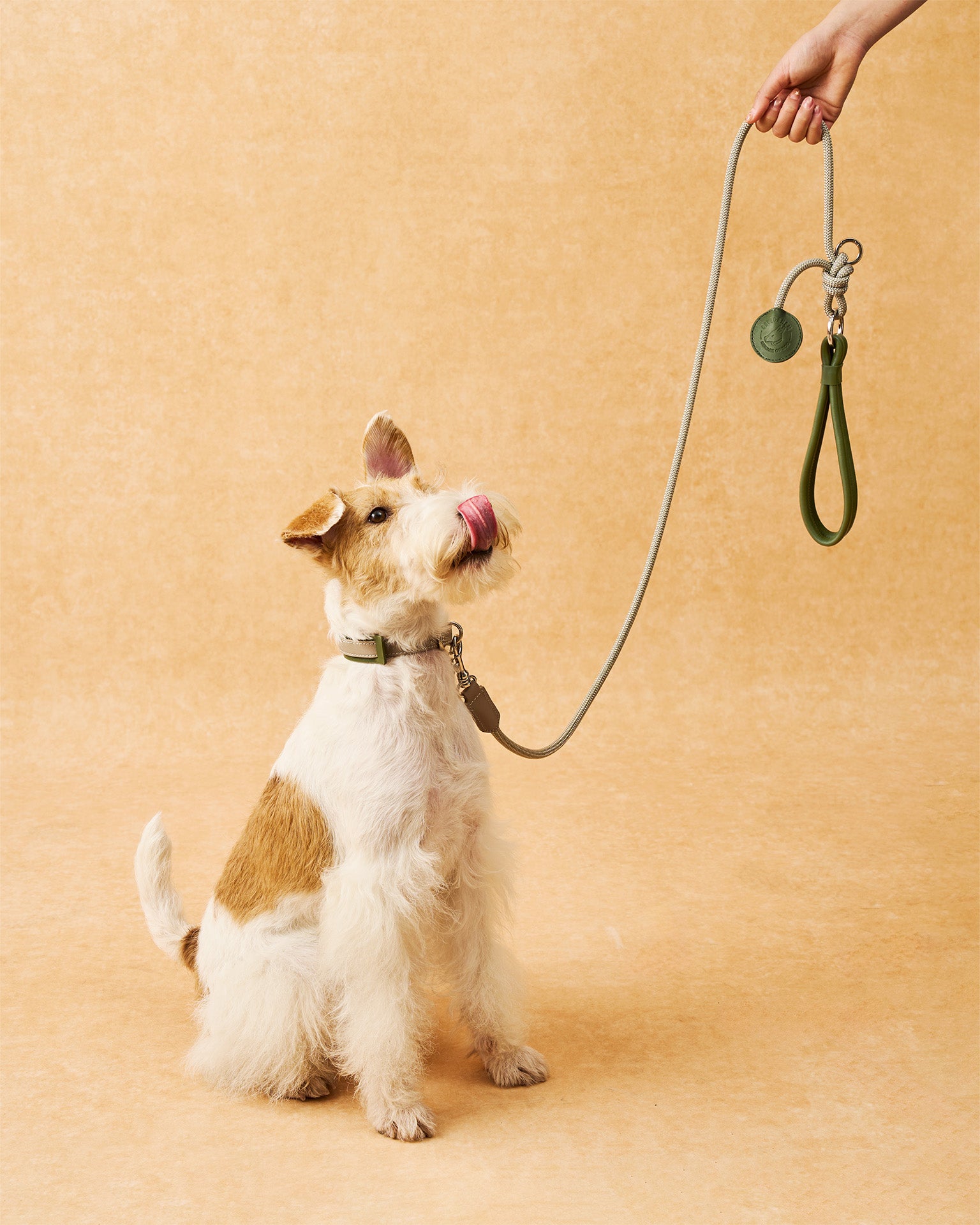 The Ornata Leather Dog Collar | Willow Sage