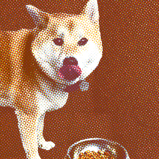 Mece the Cave Canem dog at her food bowl